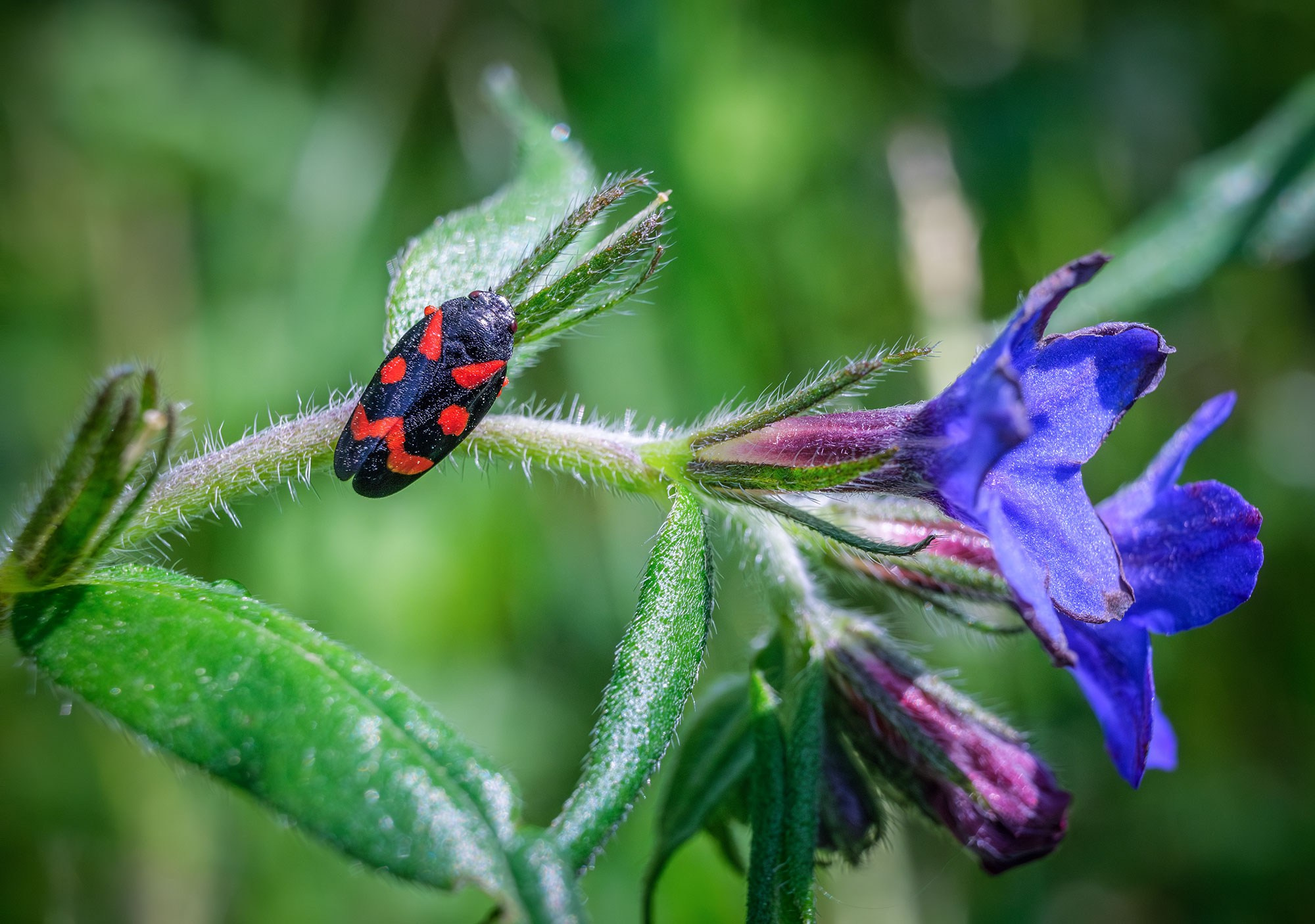 Свадебный фотограф в Геленджике