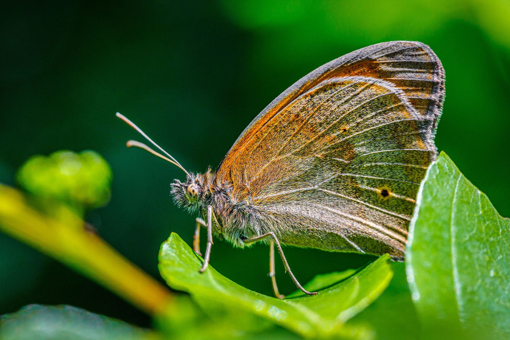 свадебный фотограф Геленджик
