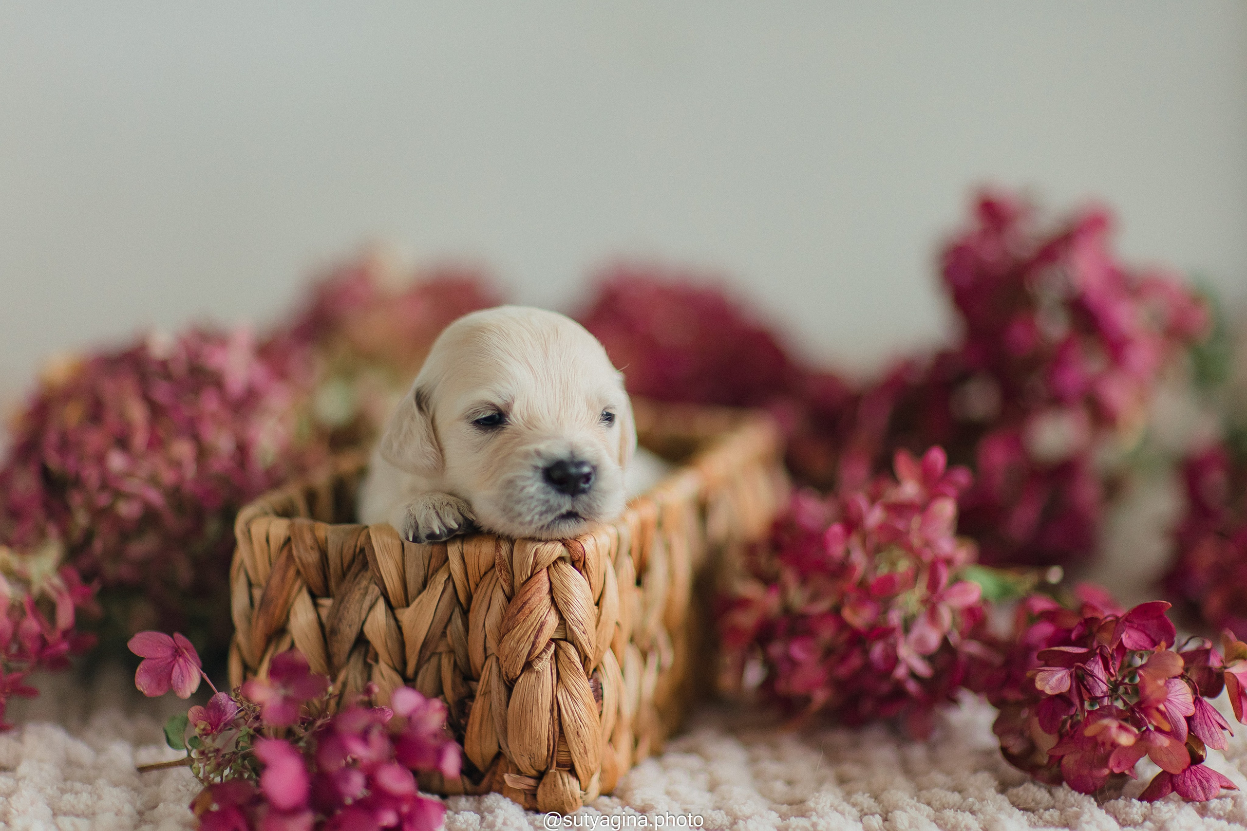 Белая лента. Свадебный и женский фотограф