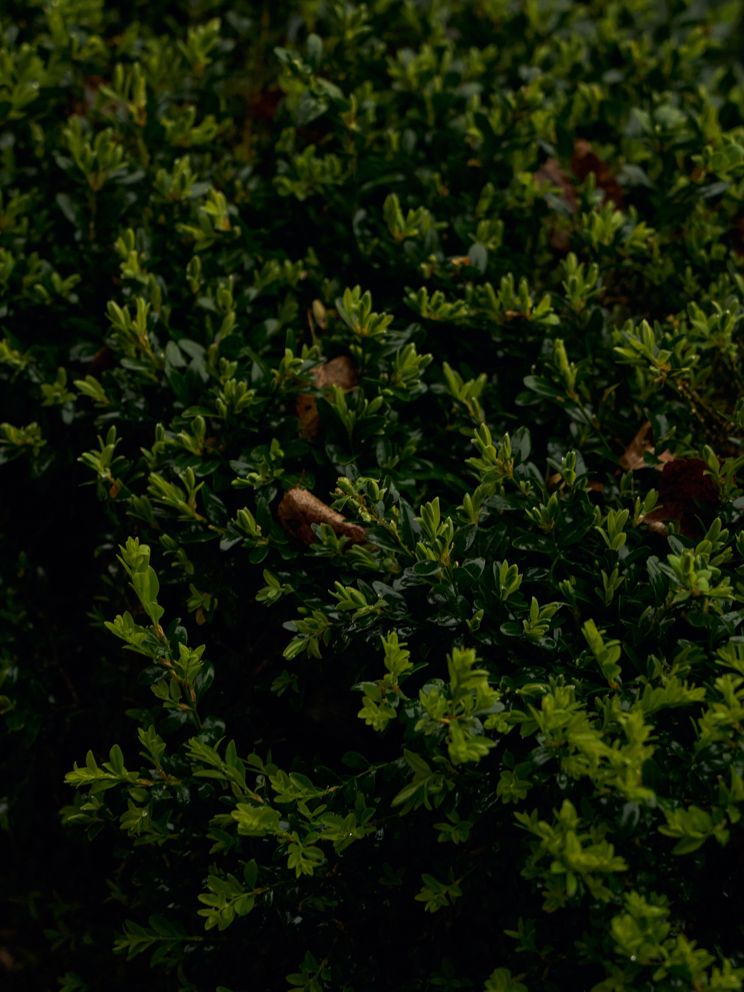 Давид и Милита