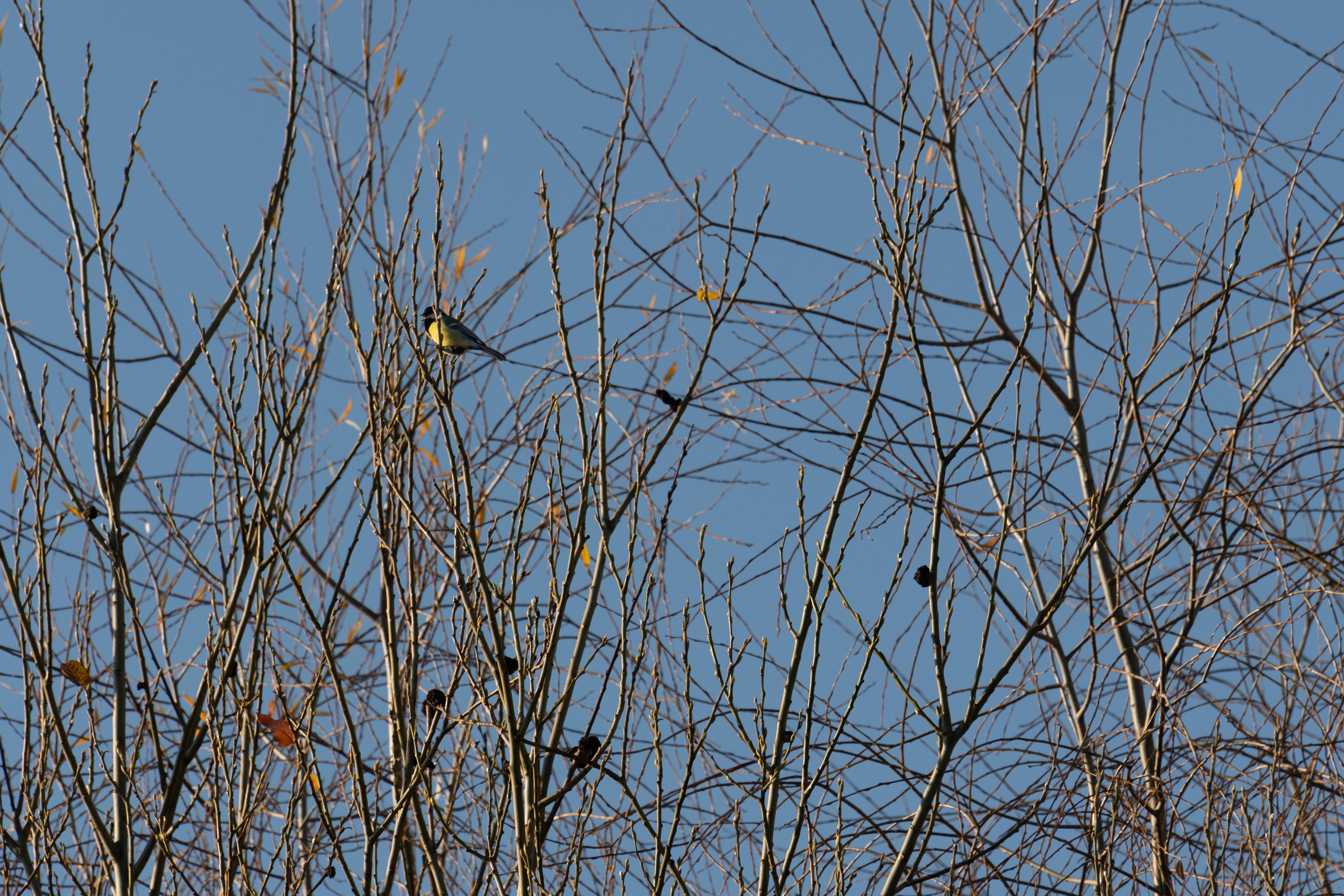 20211031 Крылатское. Дмитрий Ремизов. Фотография, как хобби