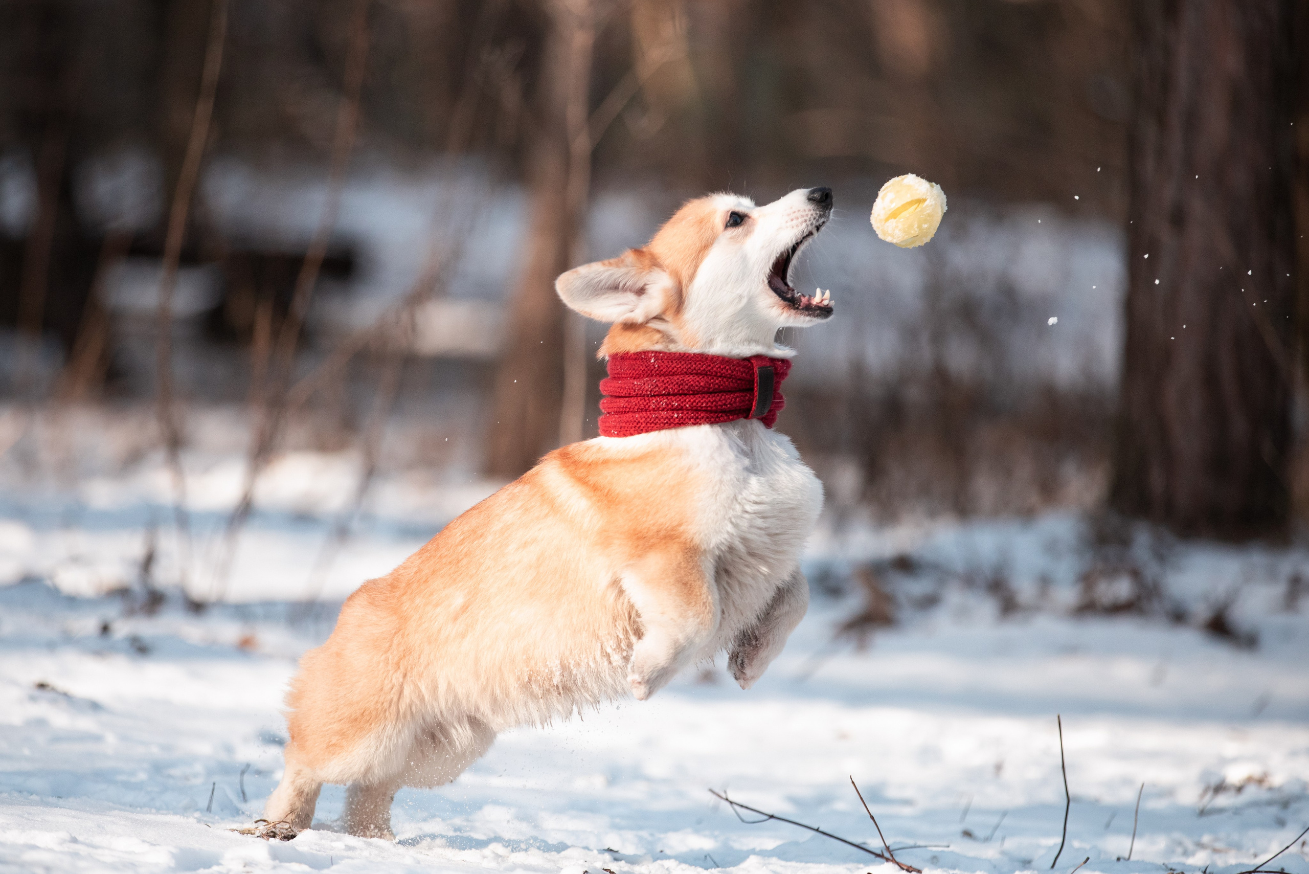 Даша и Дживс. Фотограф-анималист Смирнова Клеопатра|Москва