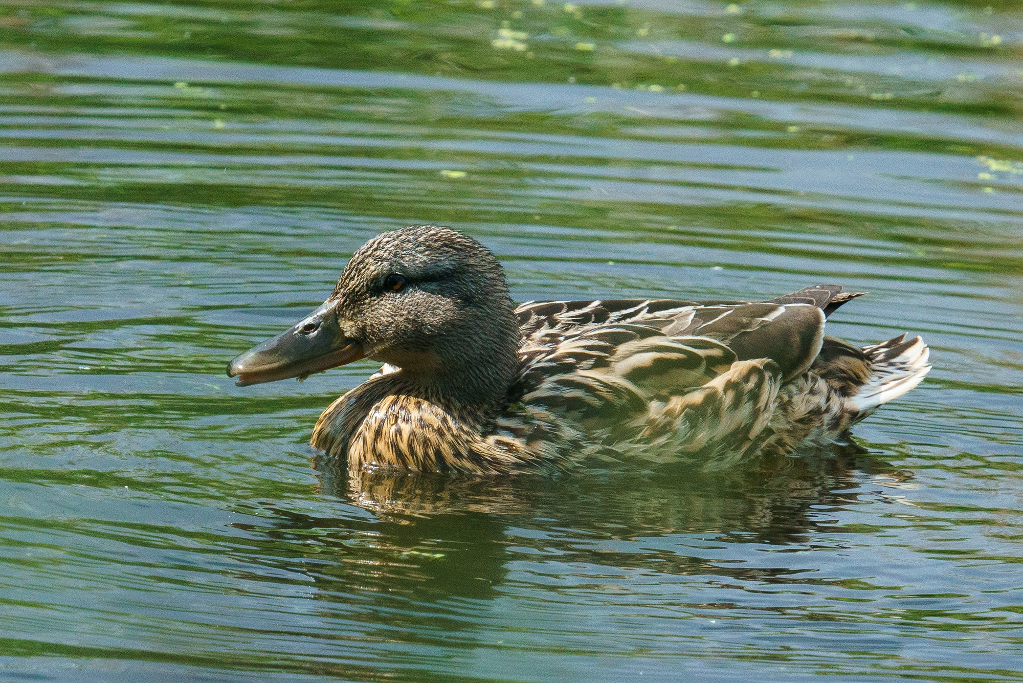 Удивительные мир птиц. Вокруг нас столько прекрасного — присмотритесь!. Ваш личный фотограф Марина Волкова