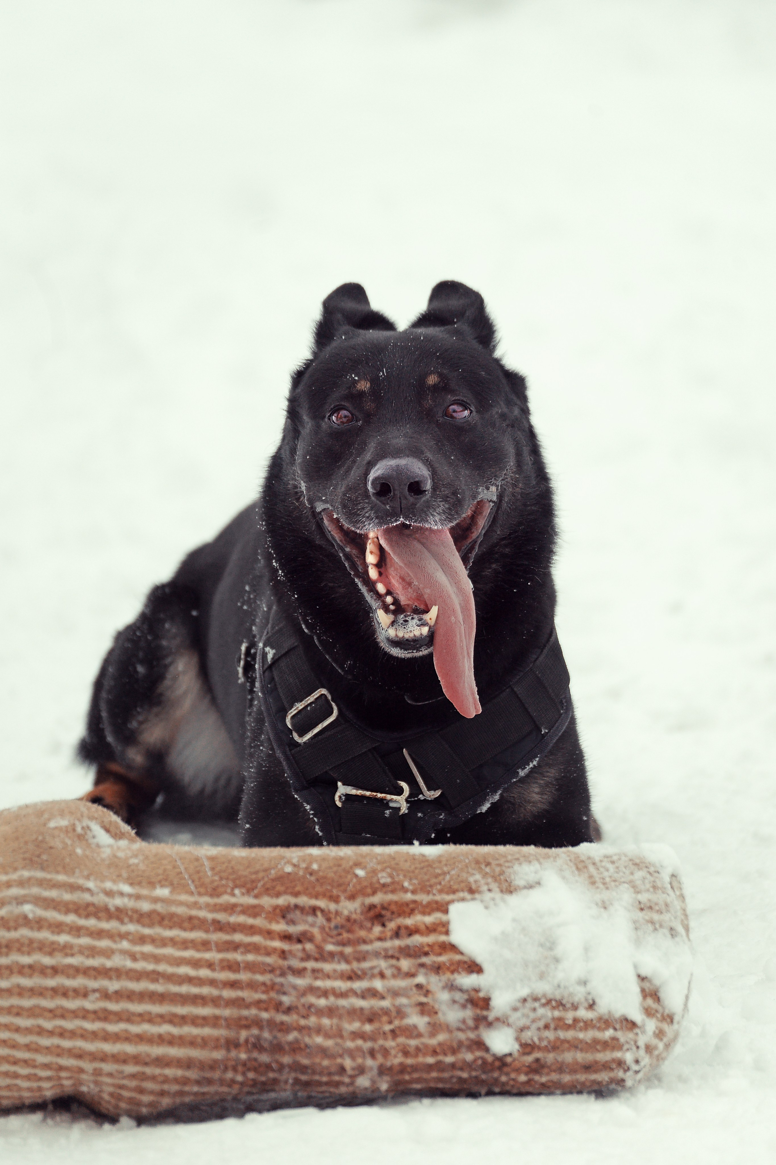 Репортажная съемка. Фотограф-анималист Нижний Новгород