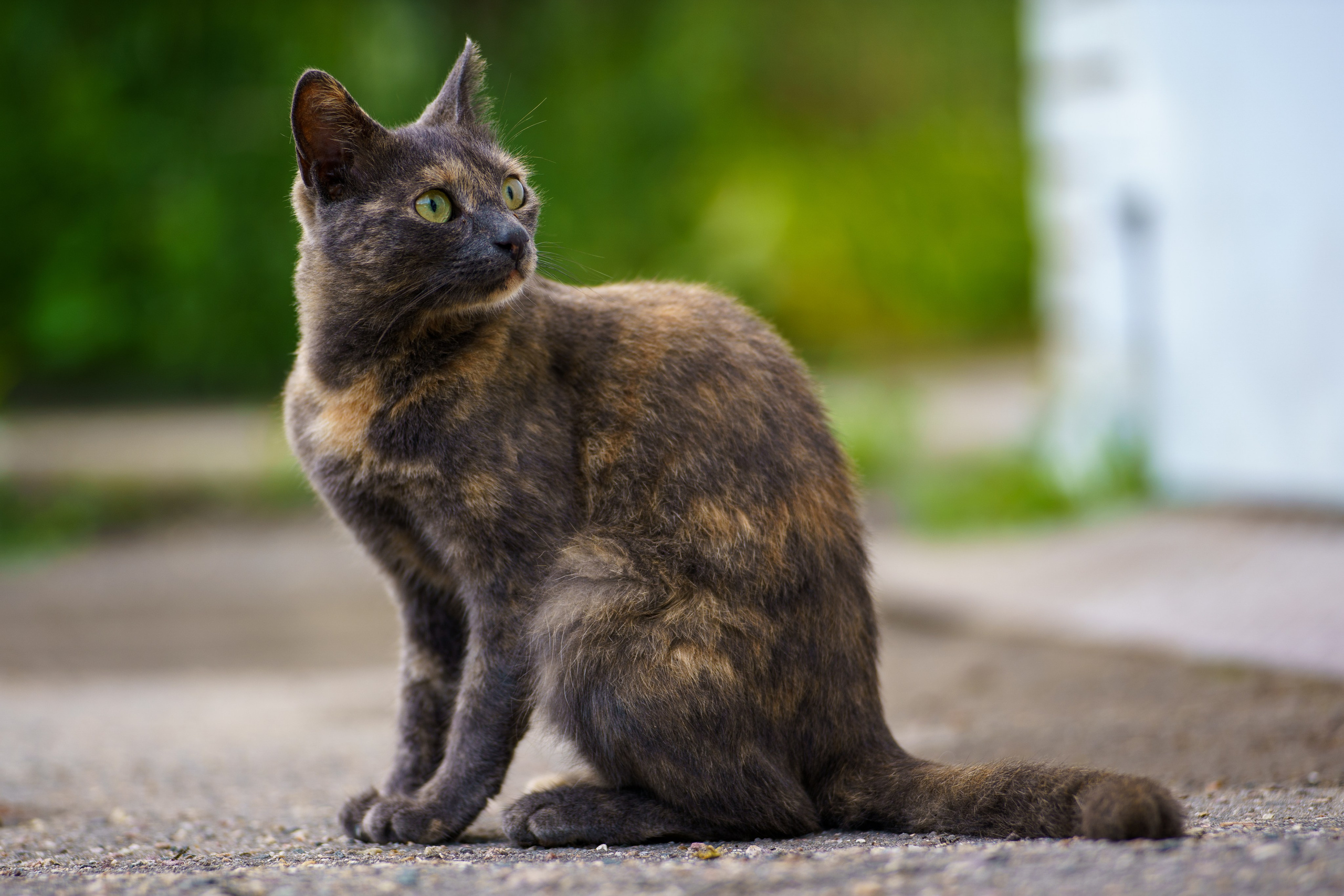 Animals — Животные