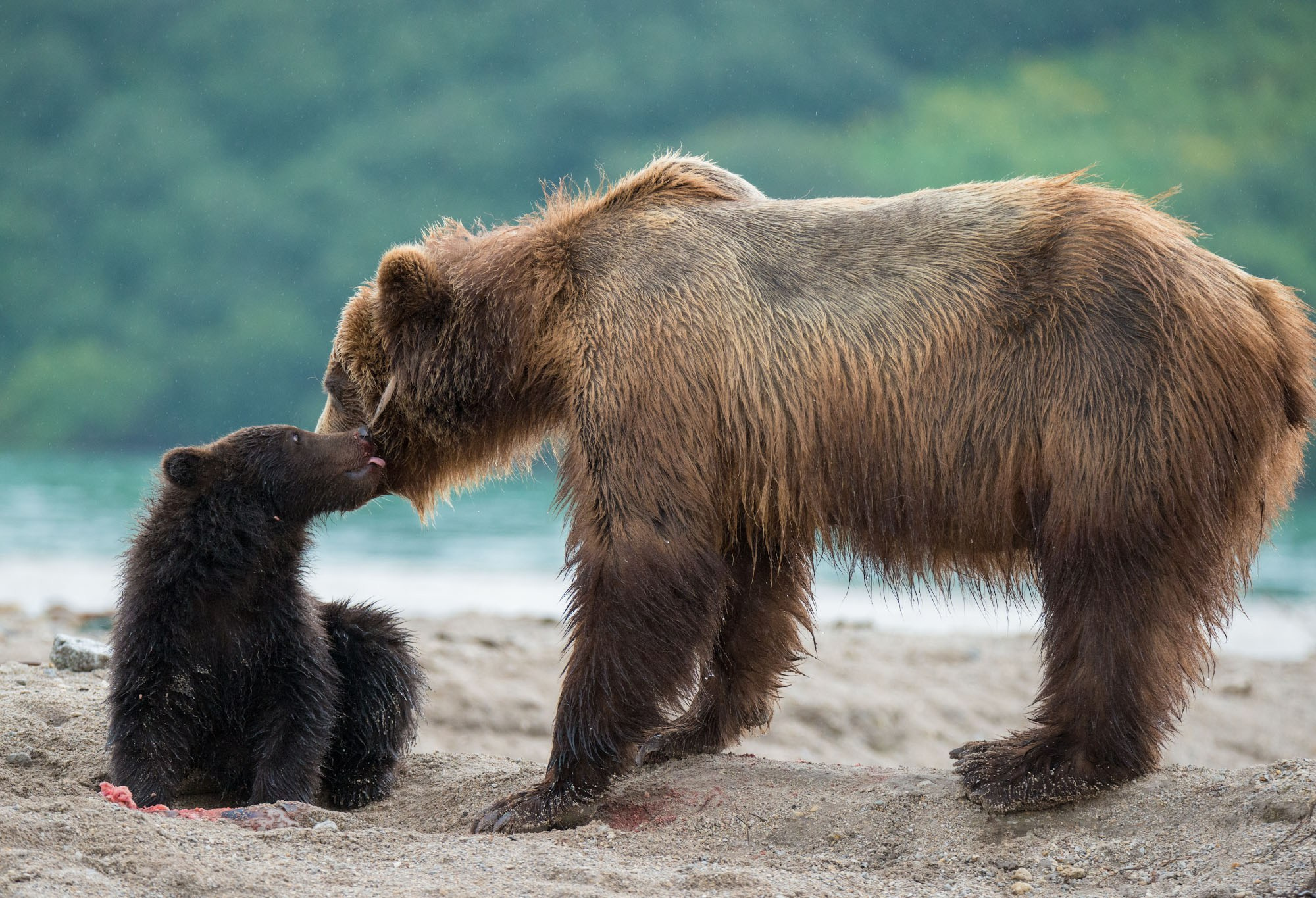 Фотографии животный мир России