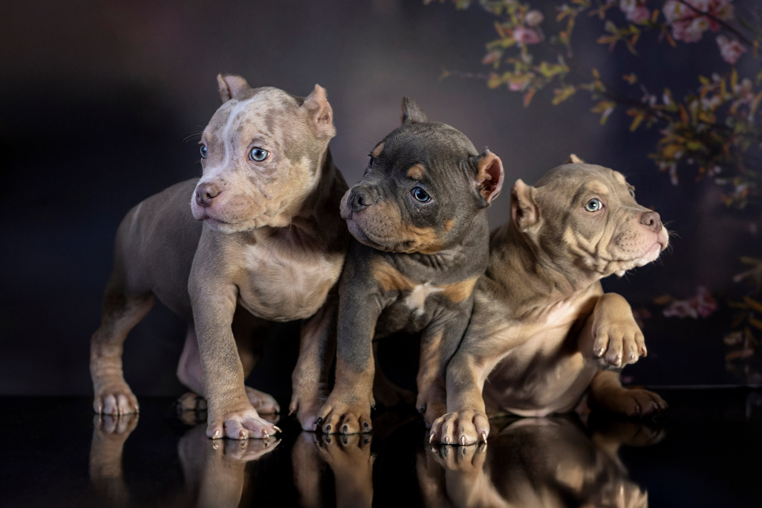 Щенки Булли. Фотограф анималист в Санкт-Петербурге Таша Крейв
