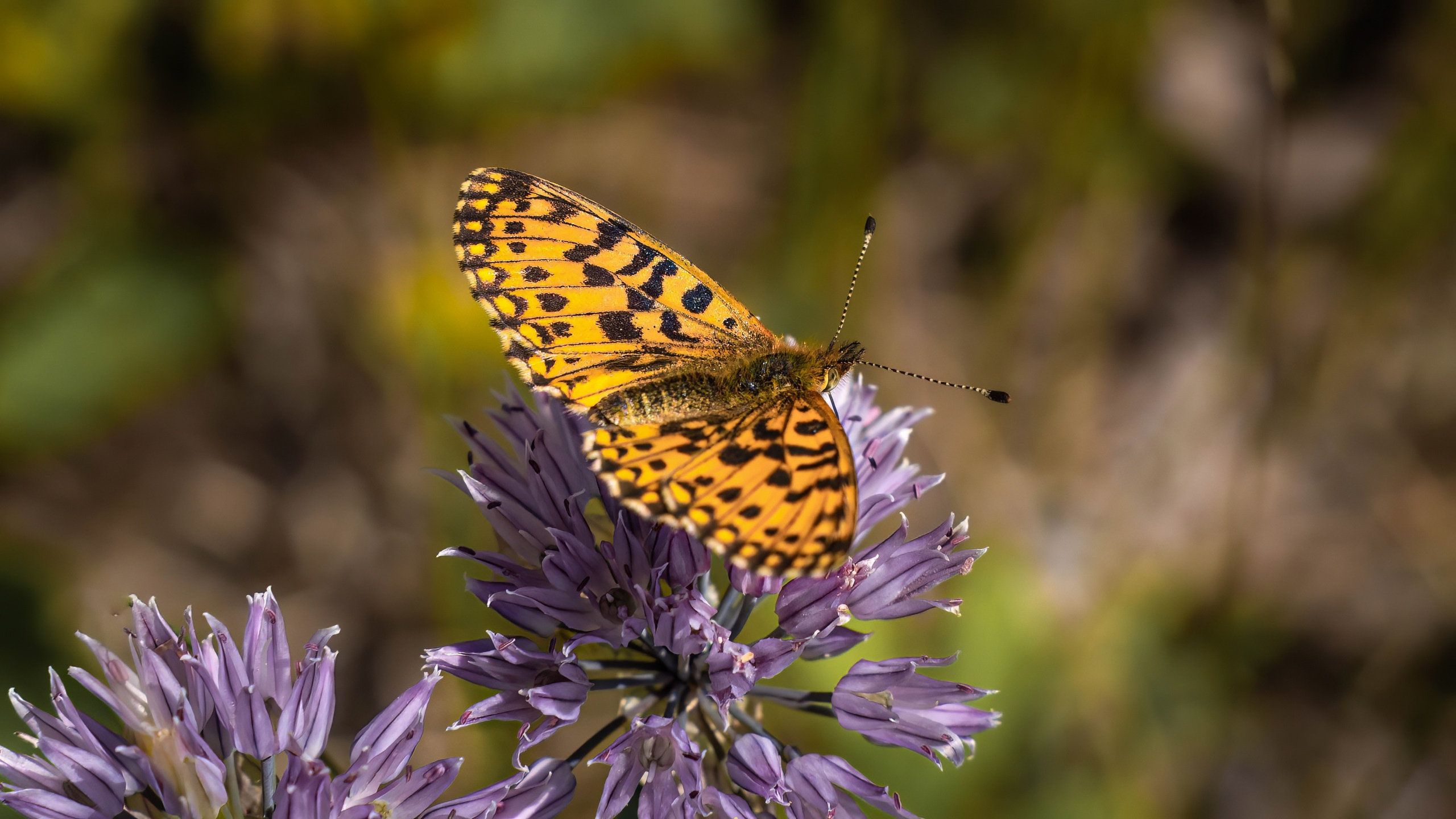 Портфолио. Фотограф и видеограф, видеомонтаж в Амурской области Игорь Иванов