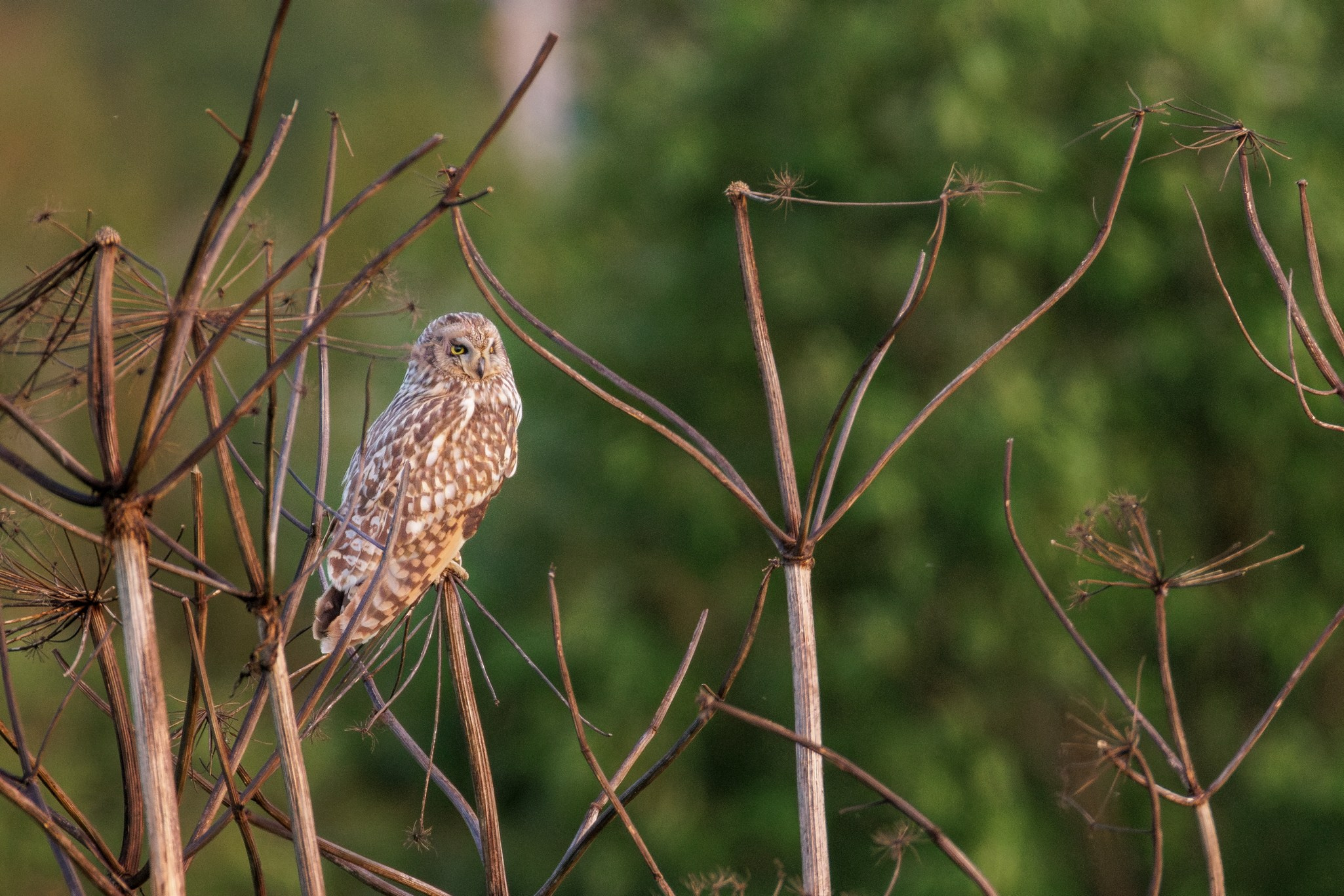 Болотная сова. Фотограф дикой природы Роман Исаенков