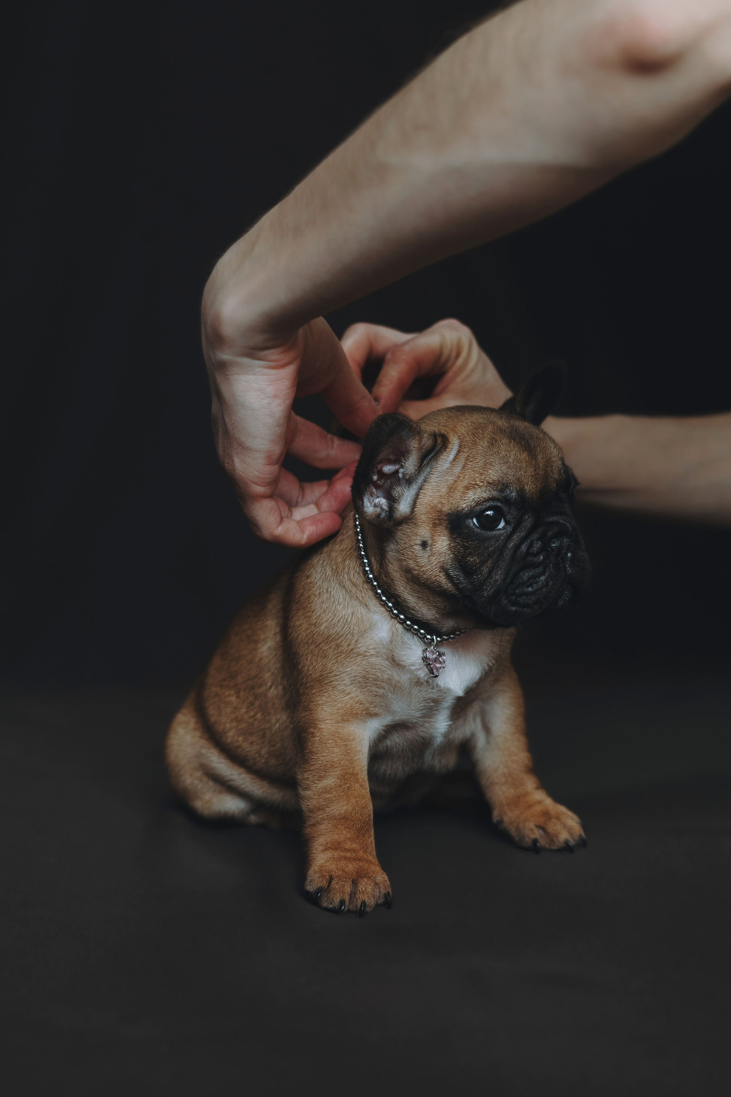 Щеночки. Фотограф — анималист Владивосток, Алина