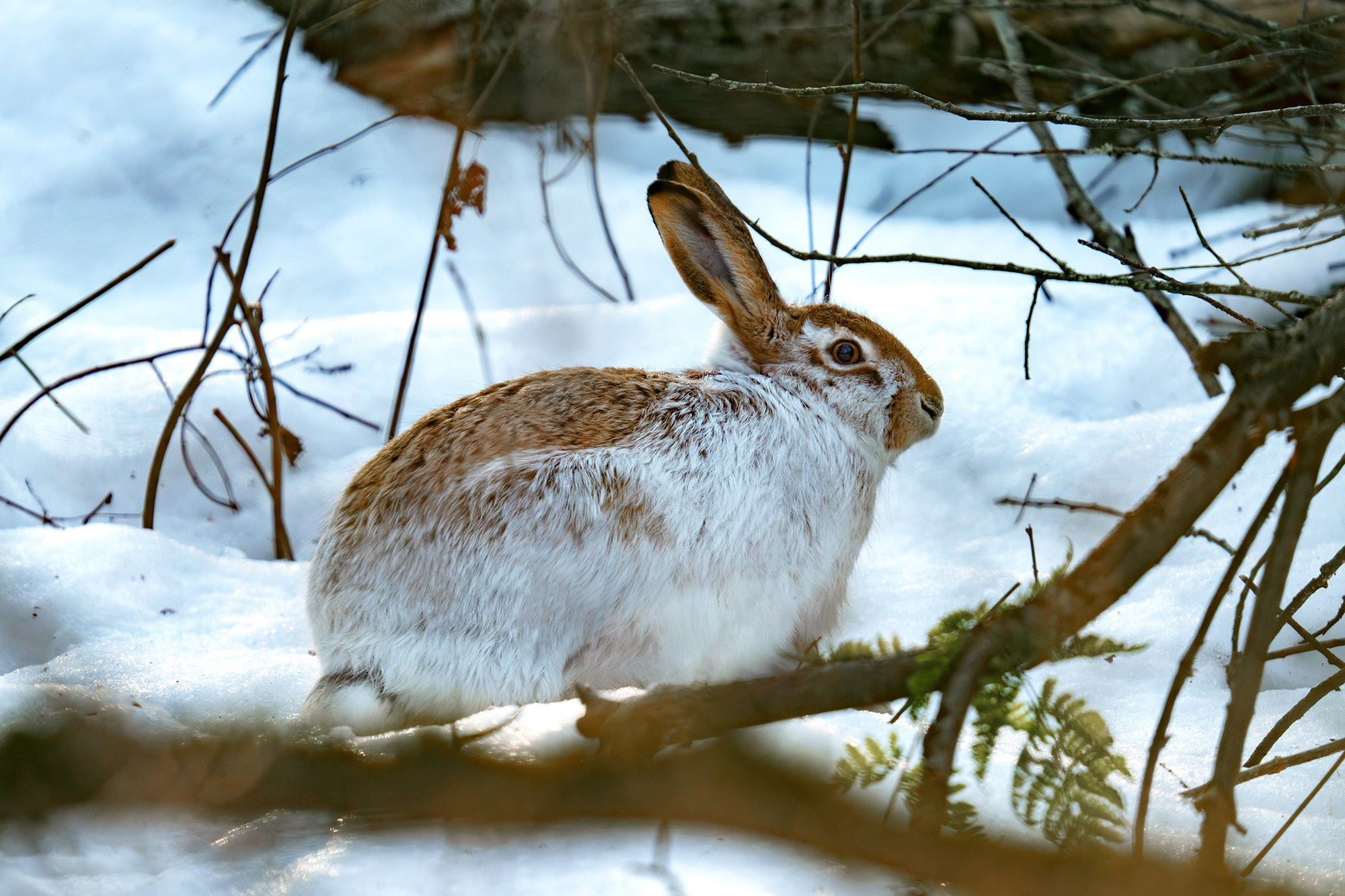 Животные. Ваш личный фотограф Марина Волкова