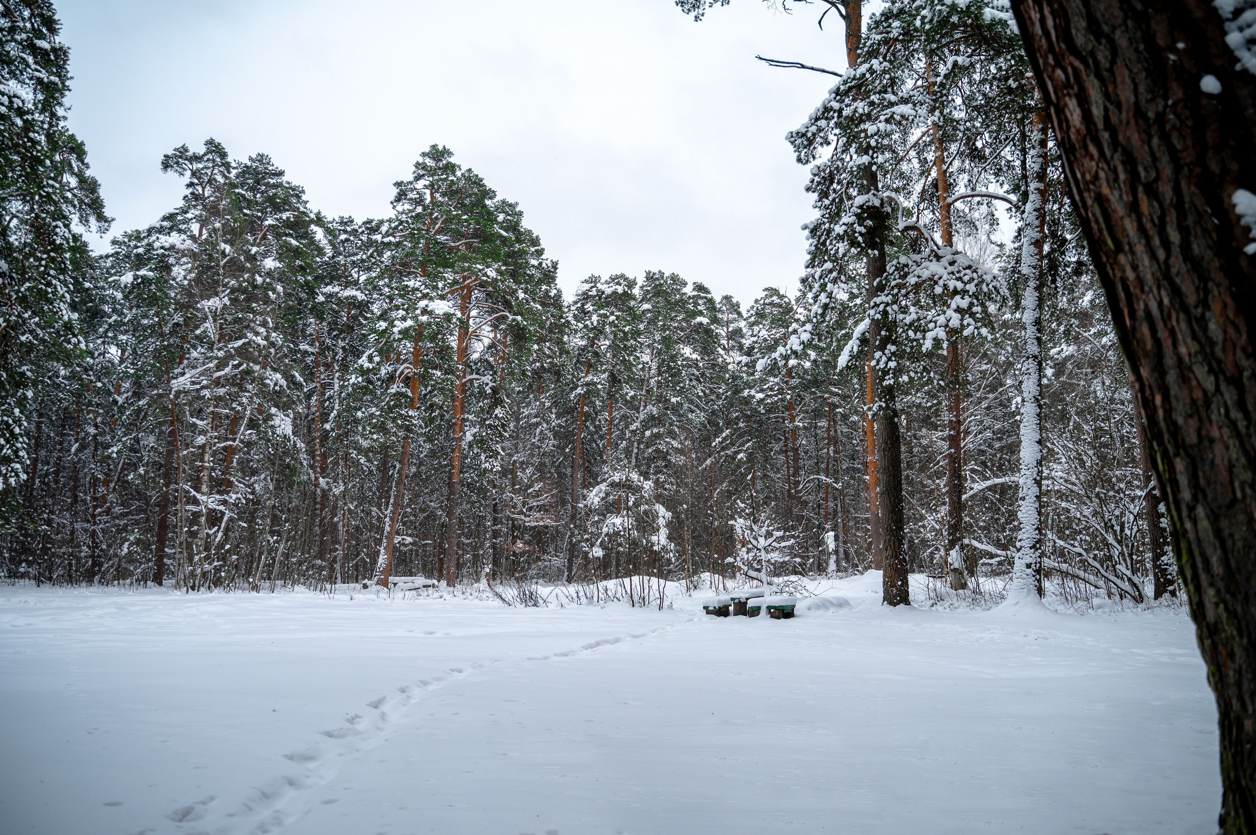 Прогулка с собакой. Зима, лес, Москва. Vadim Nevenglovskii Фотограф в разных жанрах