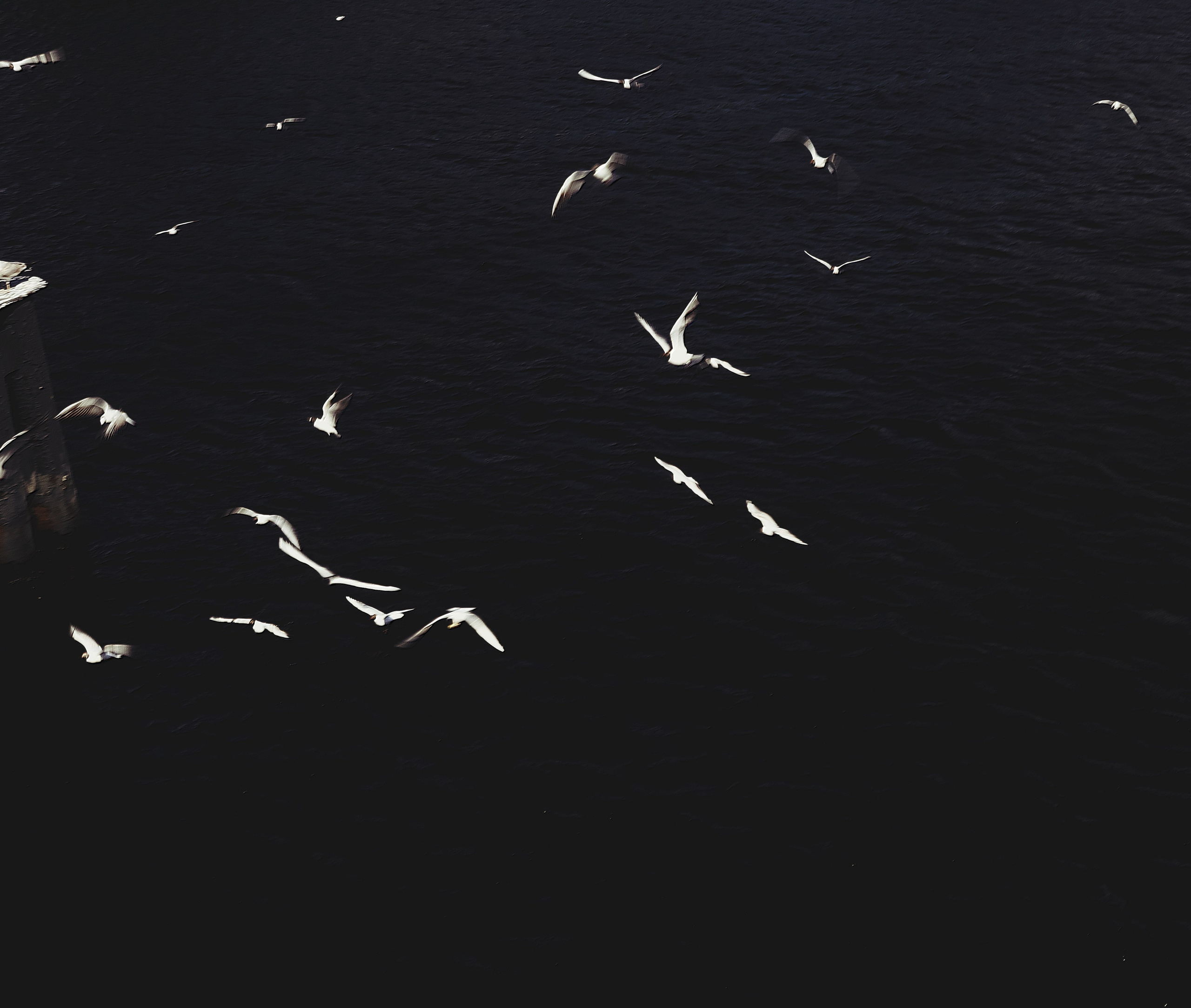 Природа &. Фотохудожник в СПб