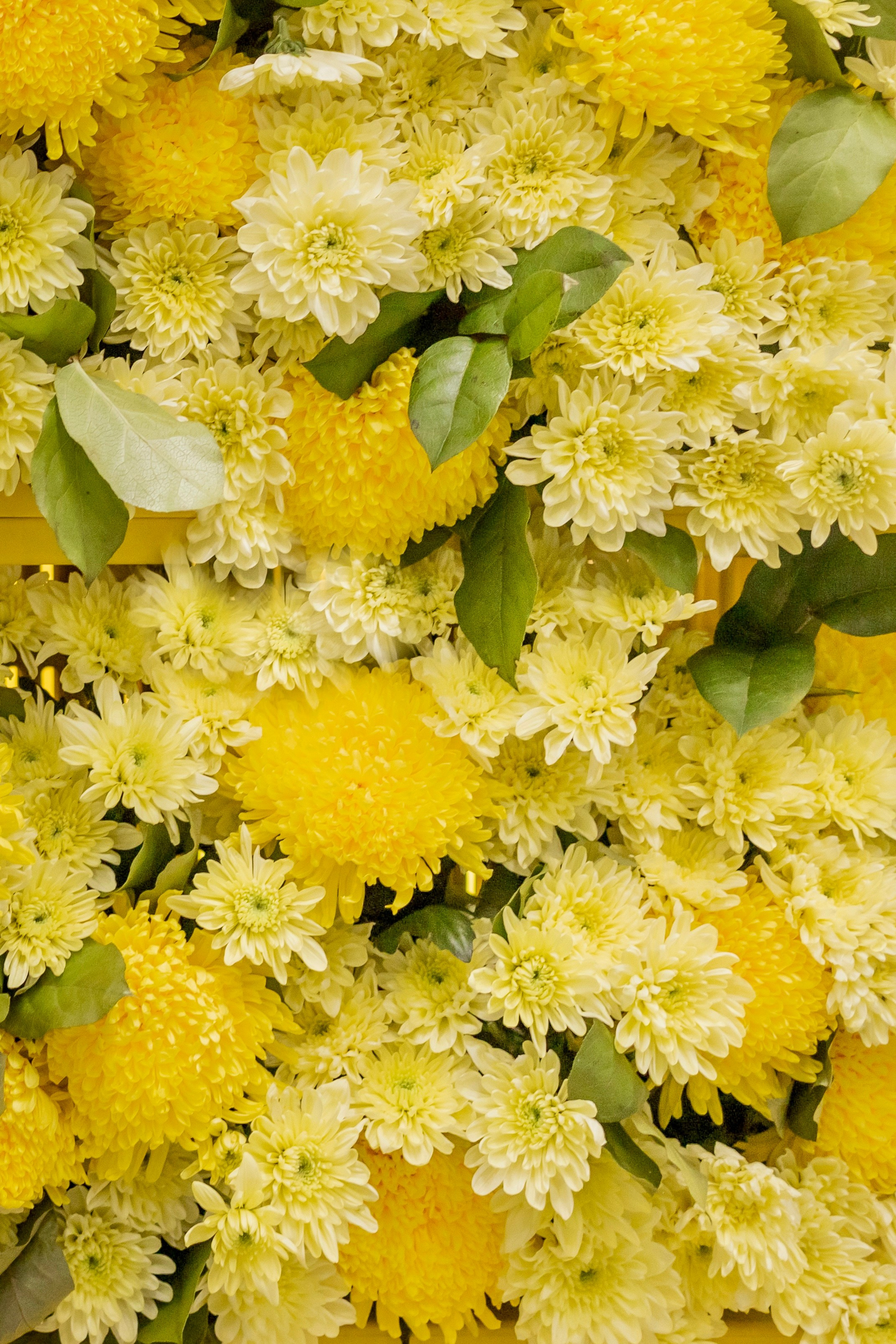 Цветы-Экспо 2025. Фотосессии и репортаж — Фотограф в Москве — Рина Серёгина