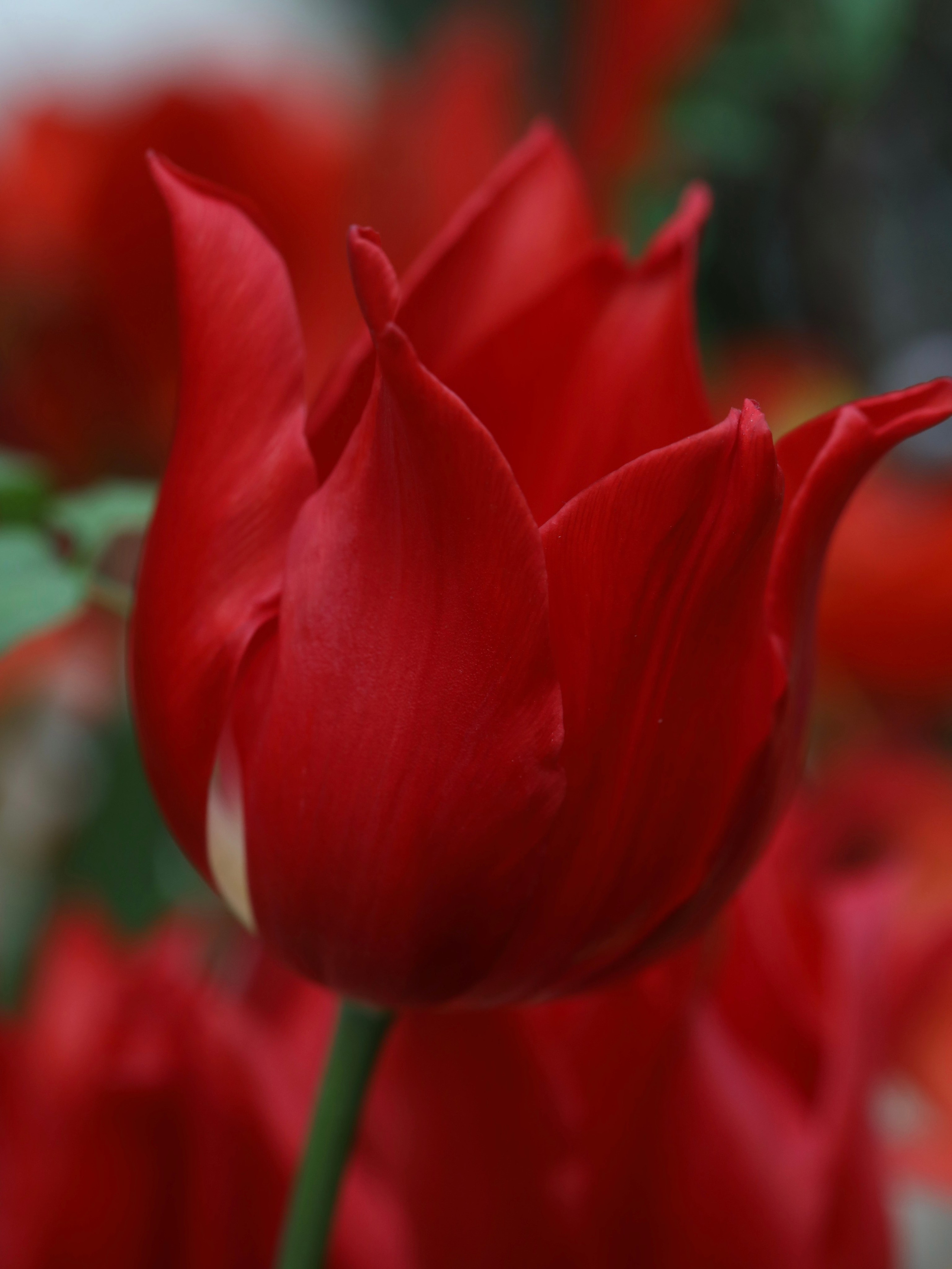 Фотографии весенних цветов. Фотосессии и репортаж — Фотограф в Москве — Рина Серёгина