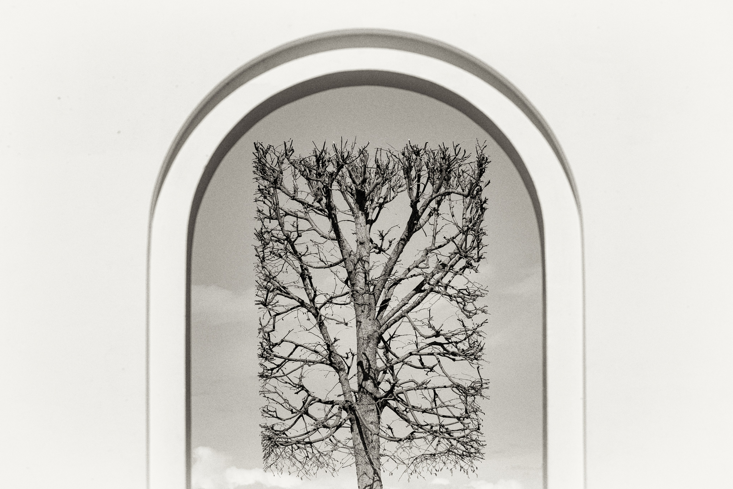 Деревья. Фотограф Ольга Дунаева