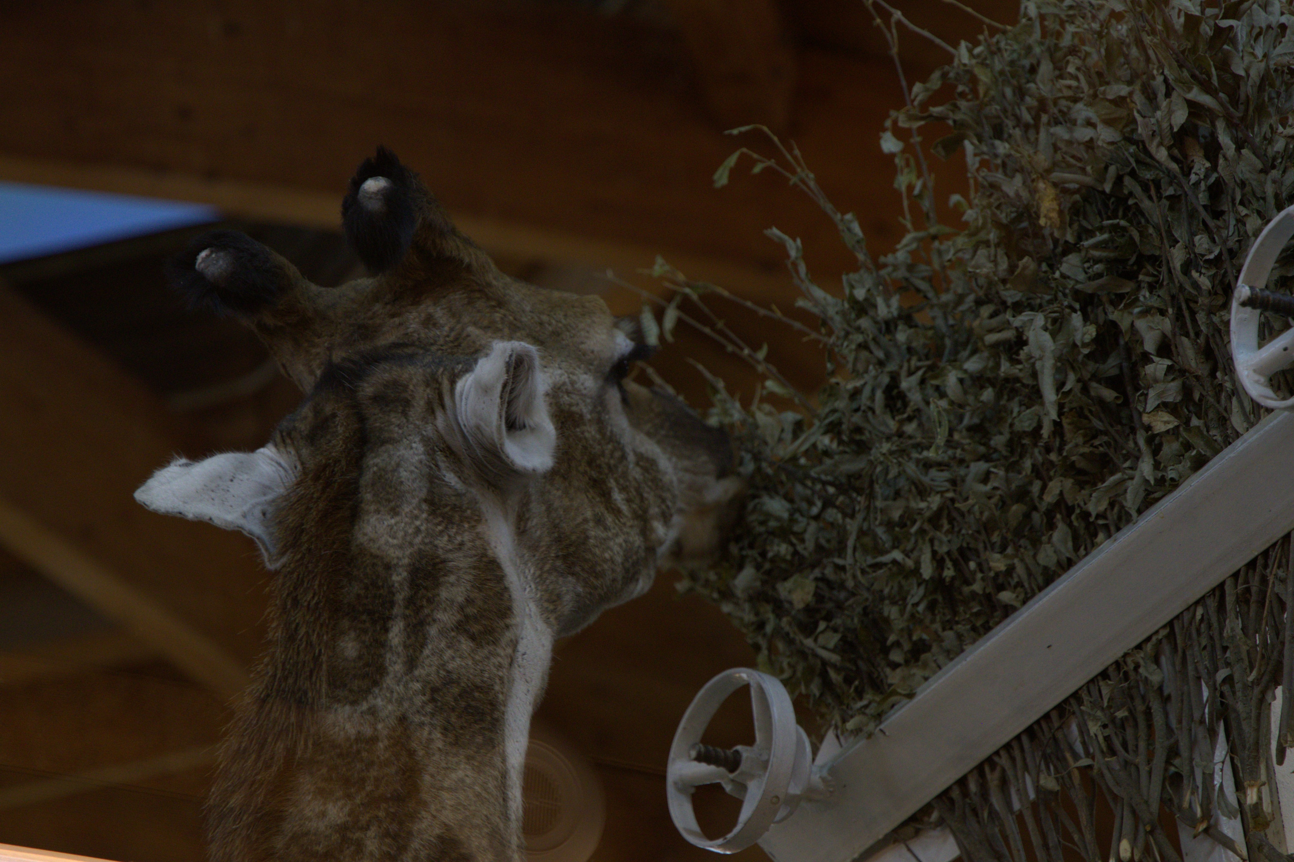 ЗООПАРК. ФОТОГРАФ В МОСКВЕ СТАНИСЛАВ КОБЗЕВ