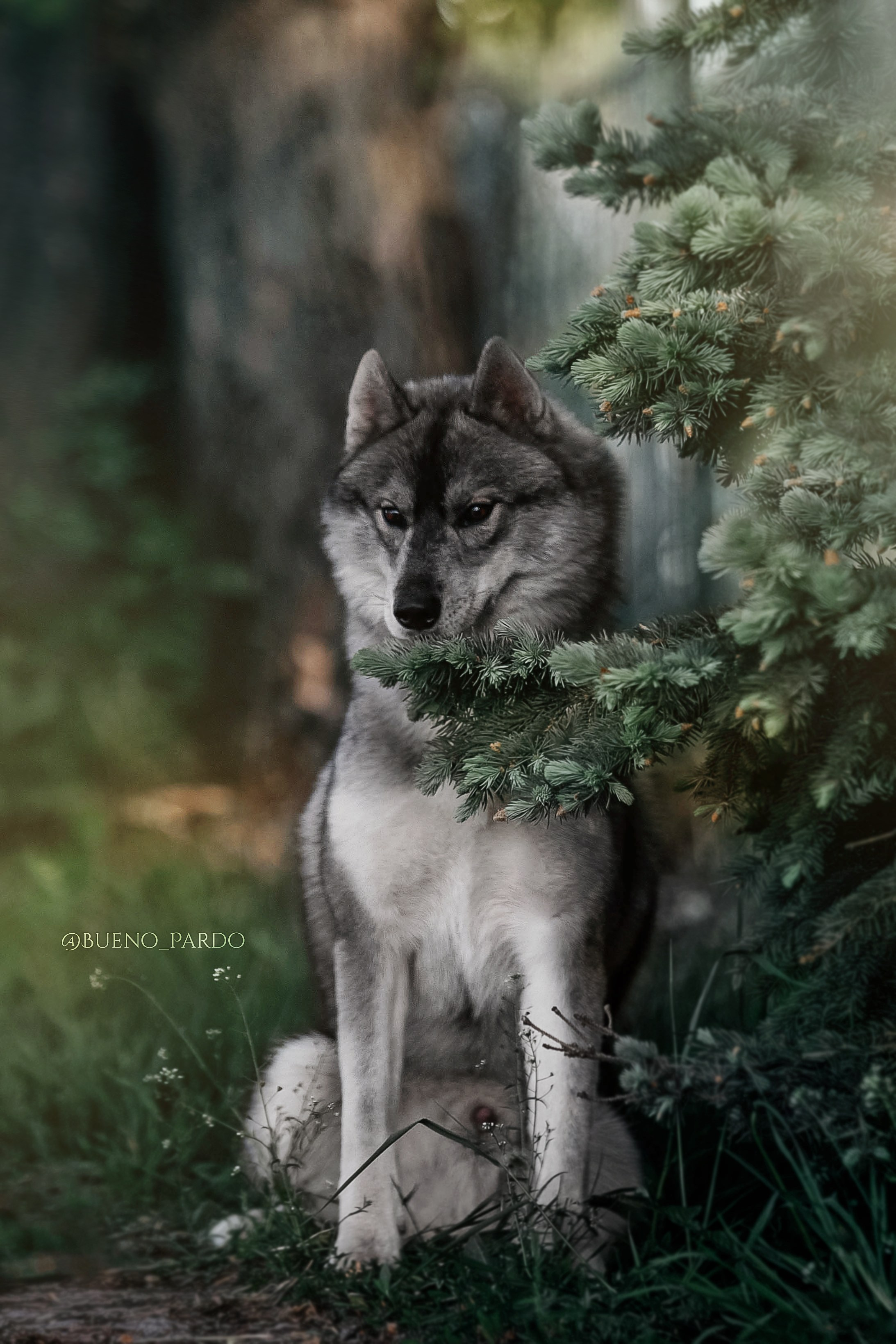 Щенки сибирского хаски из питомника. Питомник собак Акита, Хаски, Корги