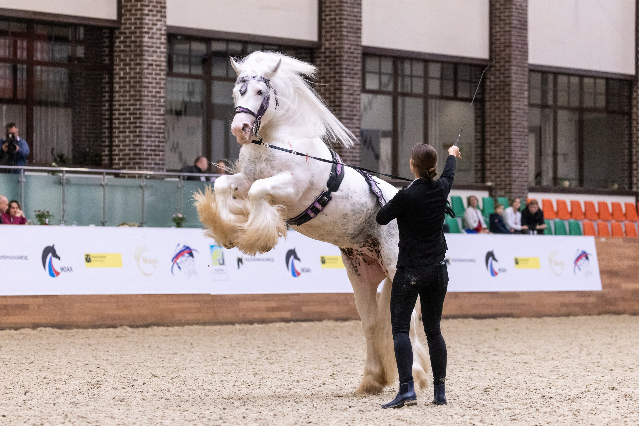 Конные выставки. Mrs.Aquarelia Конный фотограф Марианна Леонтьева