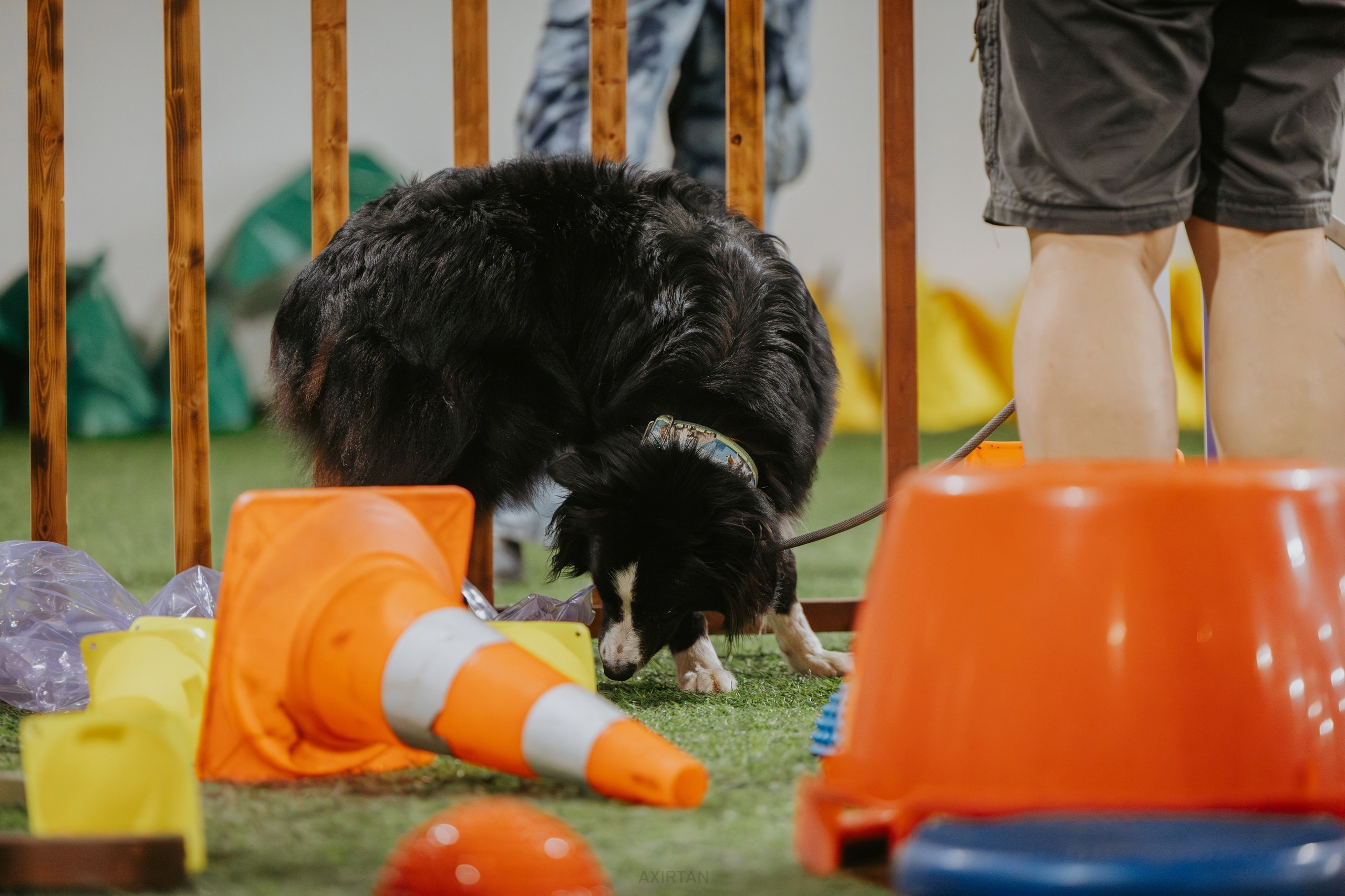 Хава. BLGKV питомник собак