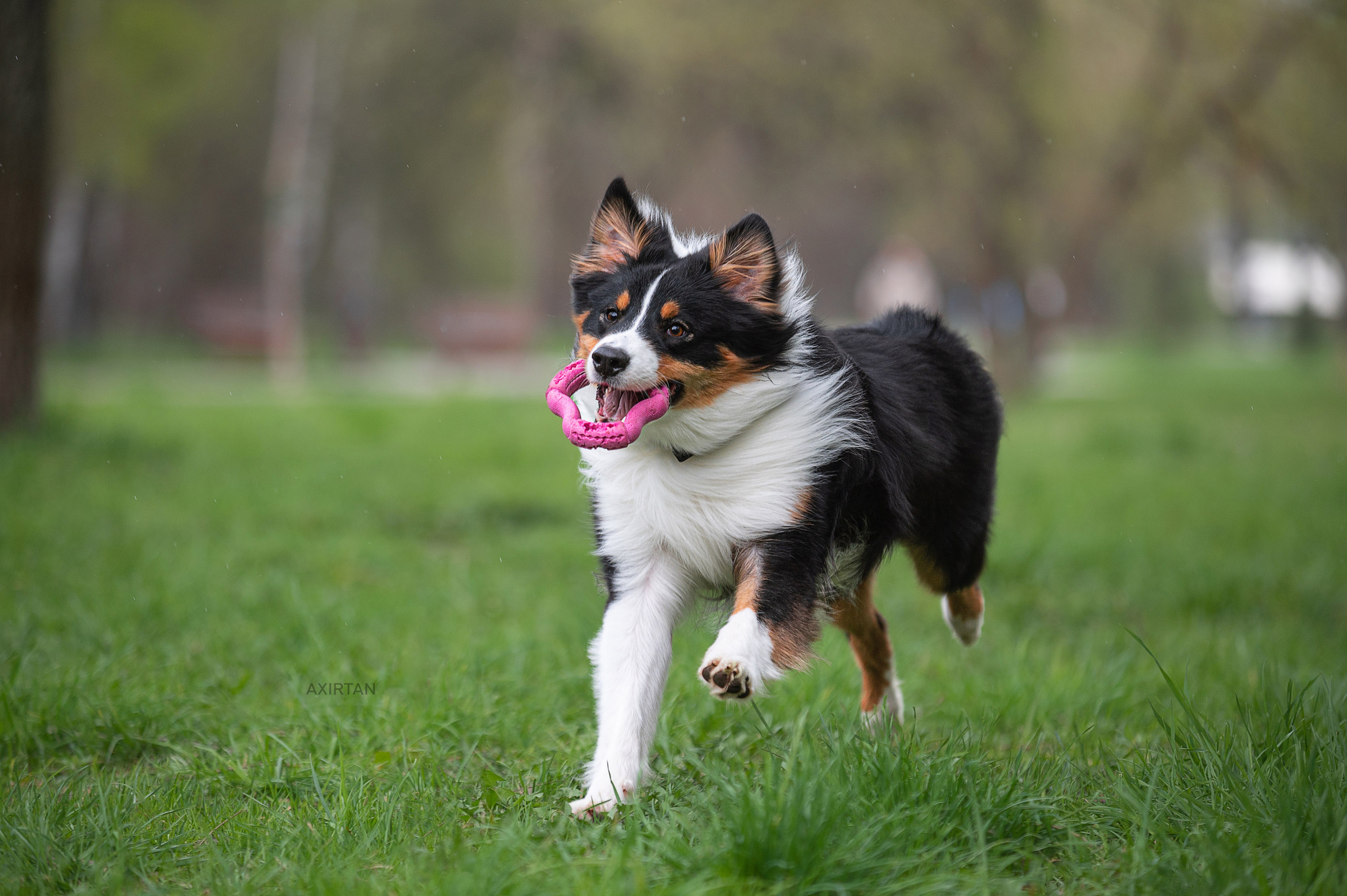 Рем. BLGKV питомник собак