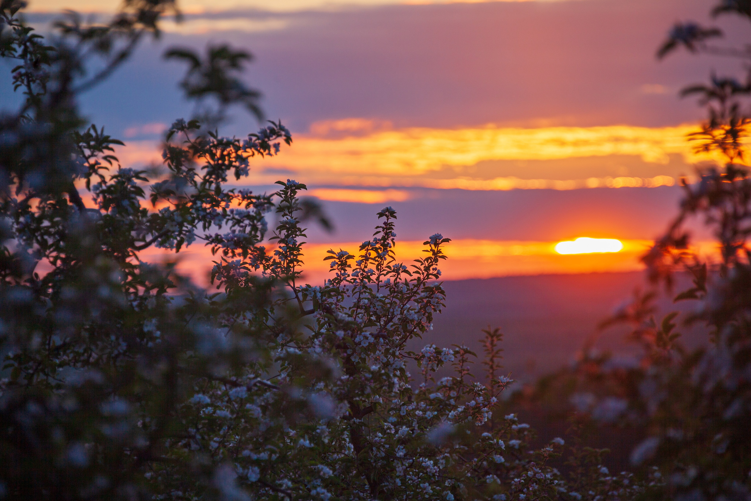 Яблоневый цвет. Фотохудожник Артём Парамонов