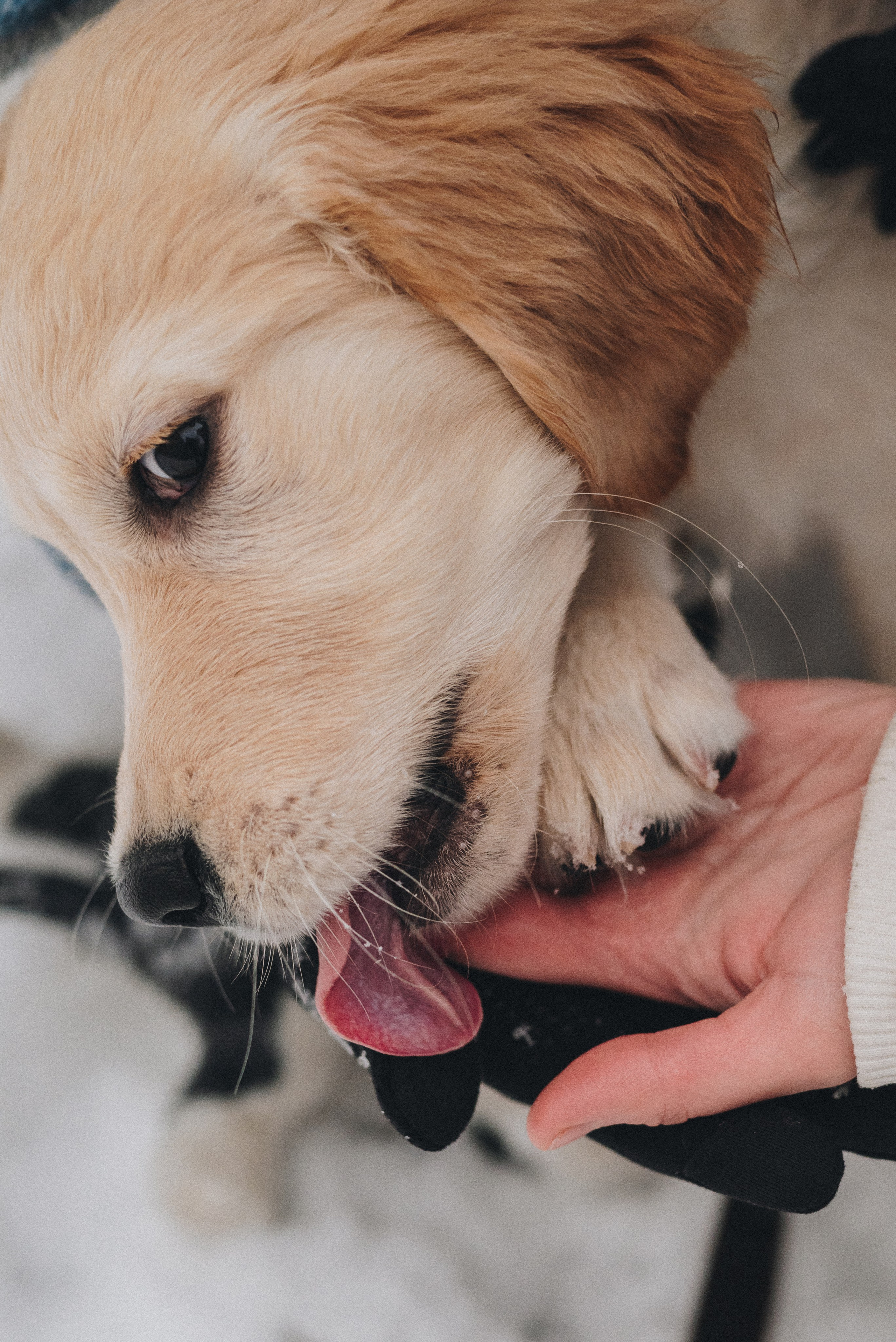 Sonia, Denis & Baggi. Natalia Finch Photography — Family, Kids & Pet Photographer in Chicago, IL