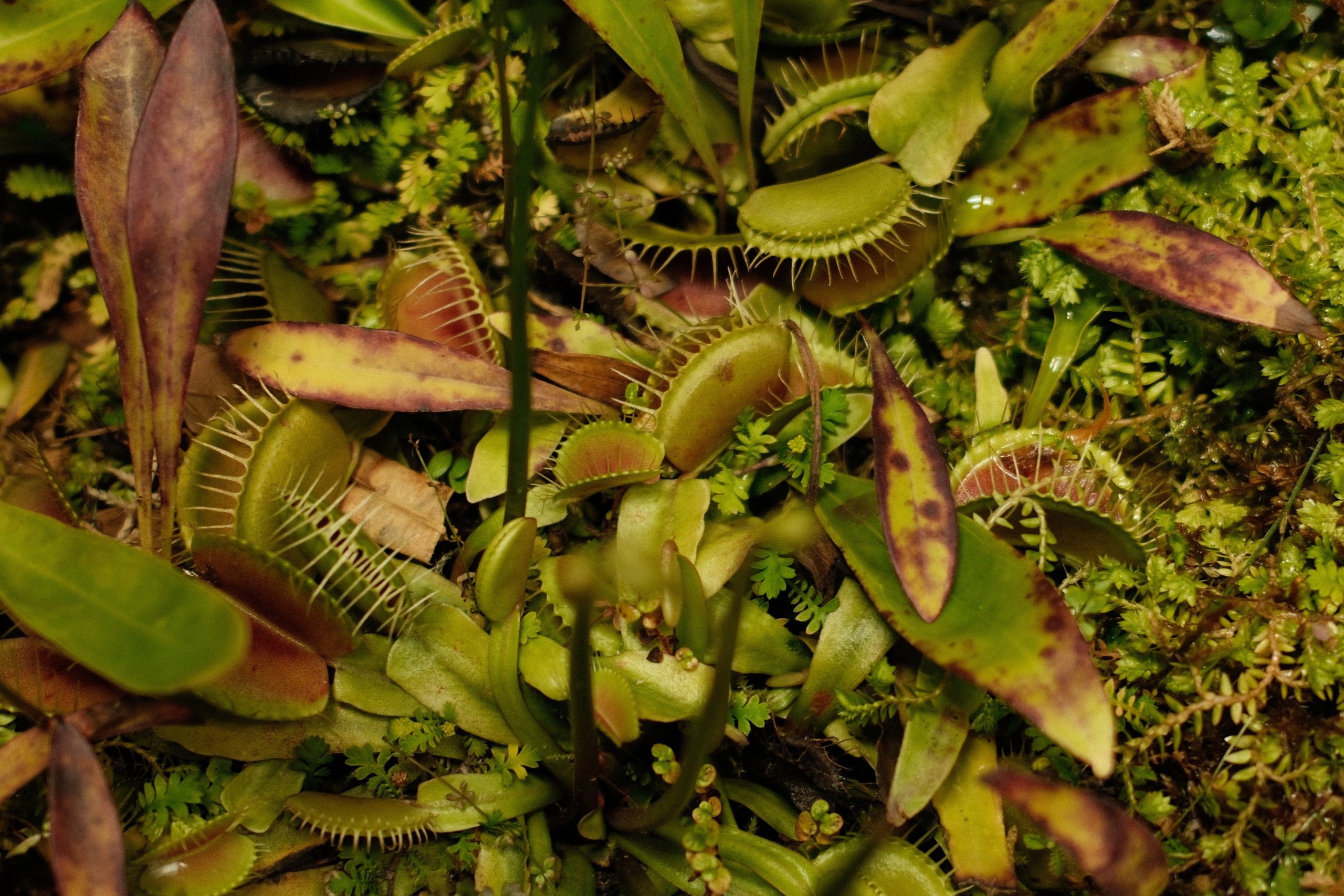 Аптекарский огород. Профессиональный фотограф в Москве Захар Ишутин