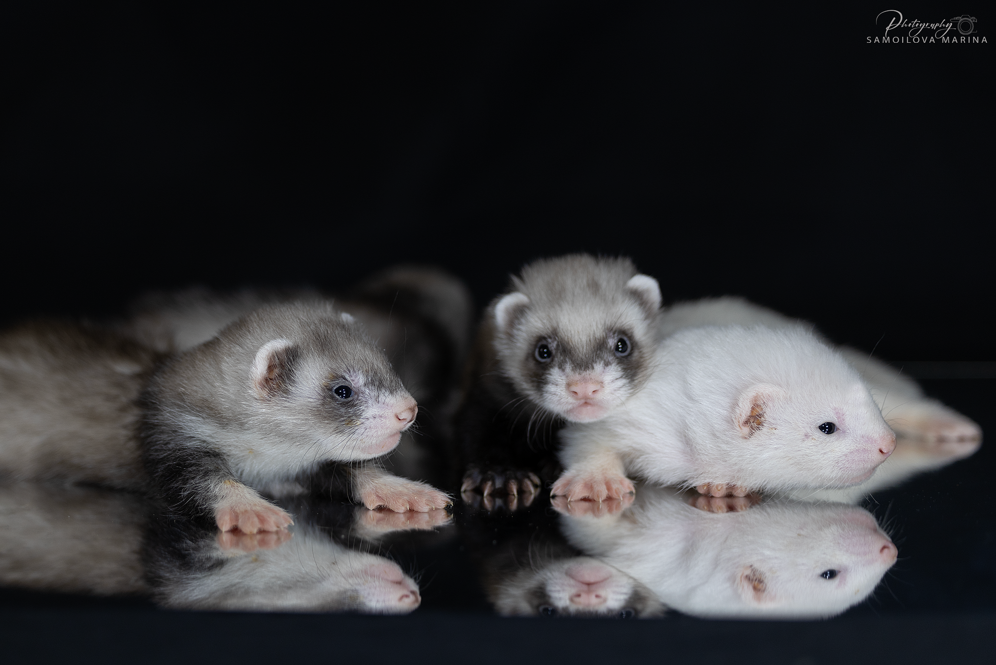 Хорьки. Фотограф-анималист в Москве и МО Самойлова Марина