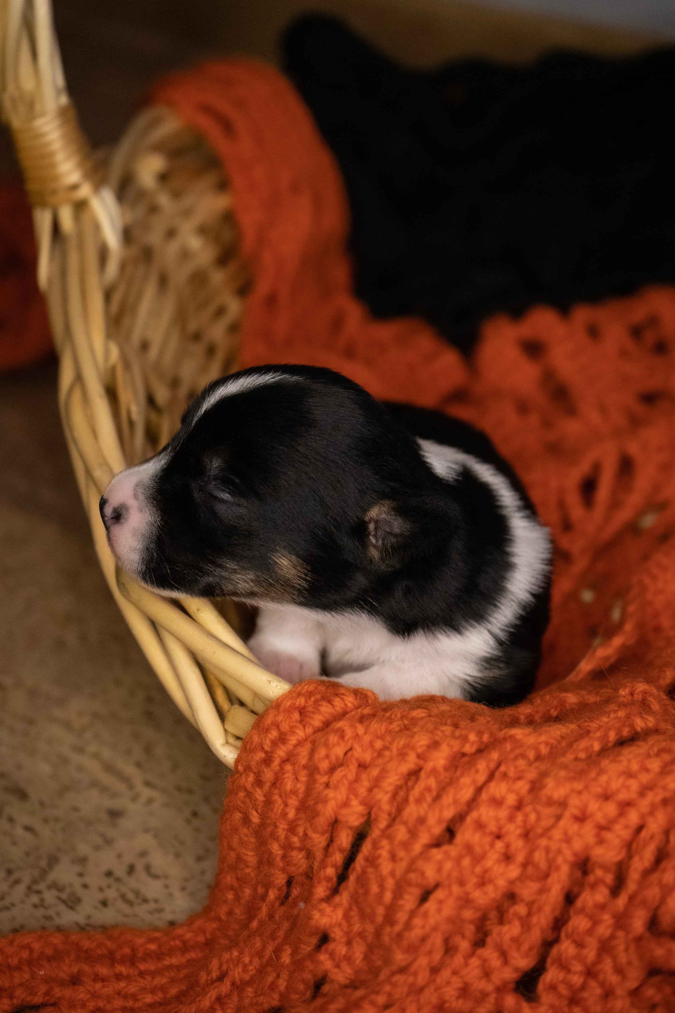 Фотосессии Пушистиков. Фотограф в Санкт-Петербурге Виктория Барышникова