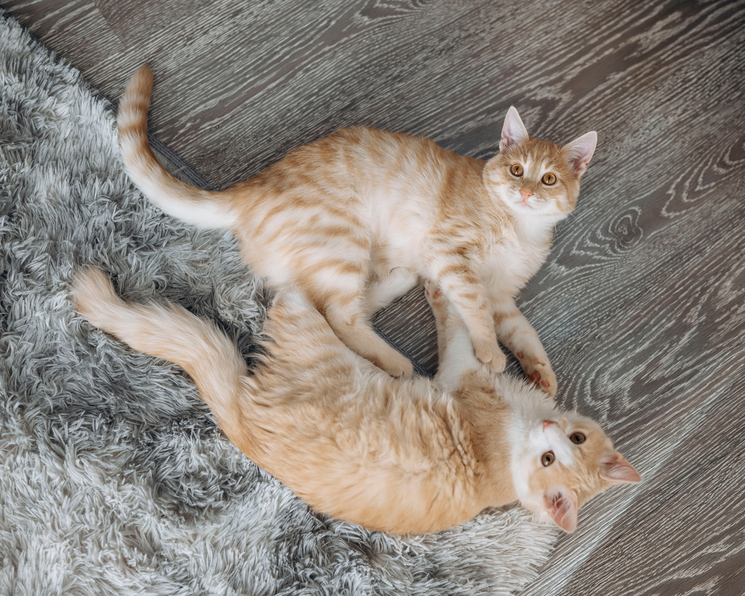 Животные. Фотограф Сочи-Краснодар