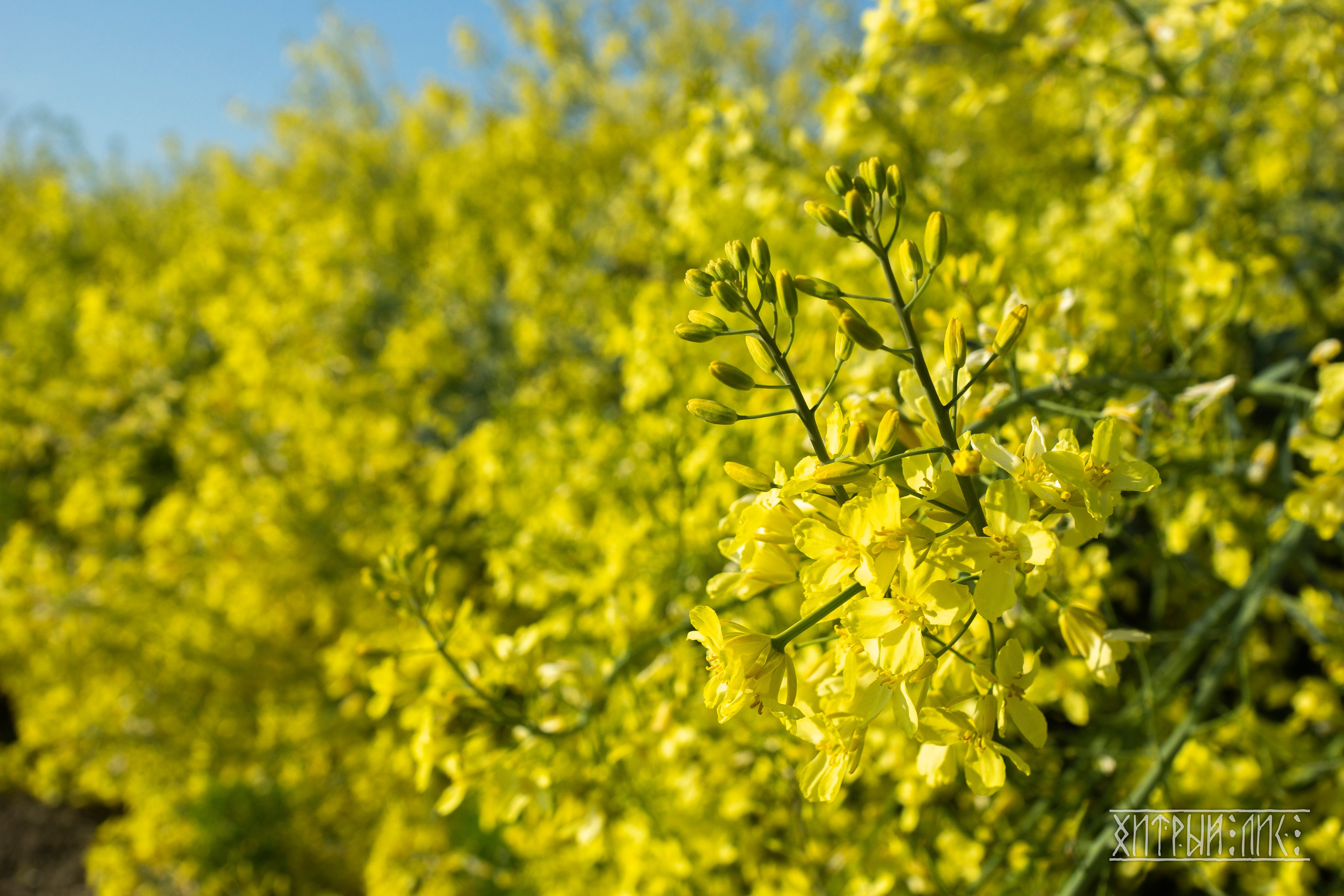 Дагестан. Фотограф-путешественник Самойлов Максим «Sly Fox»