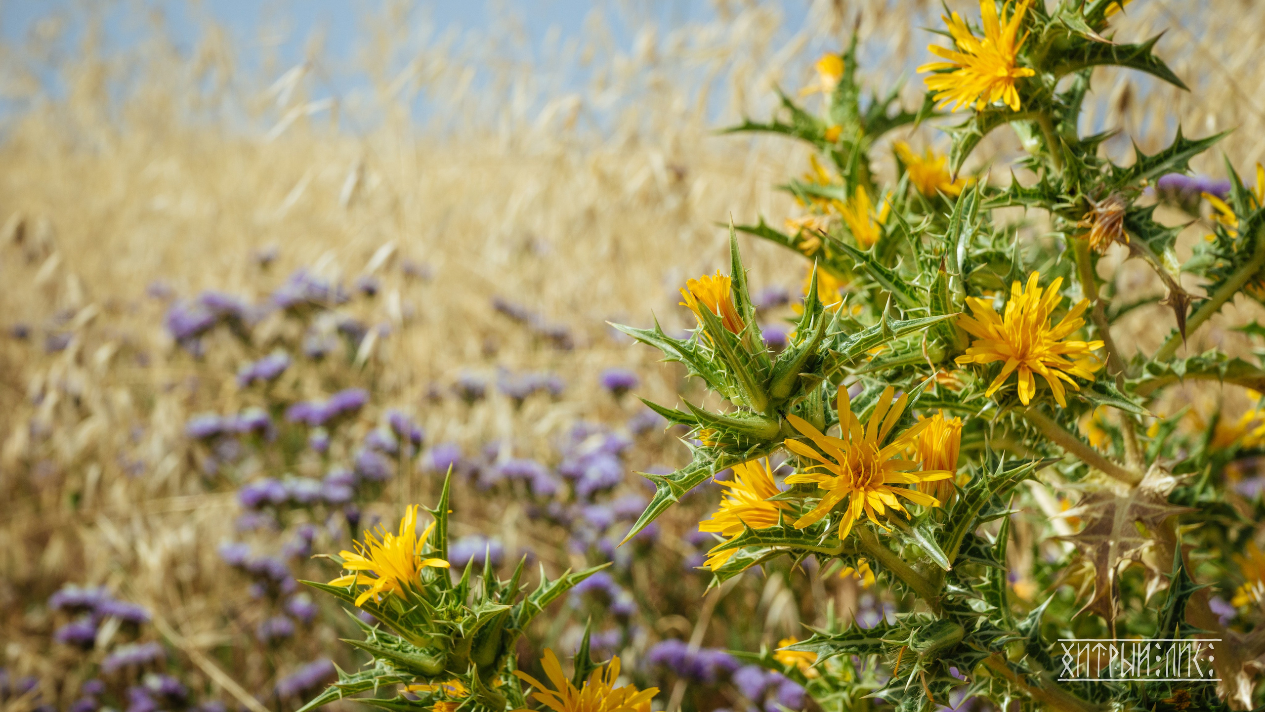 Кипр. Фотограф-путешественник Самойлов Максим «Sly Fox»