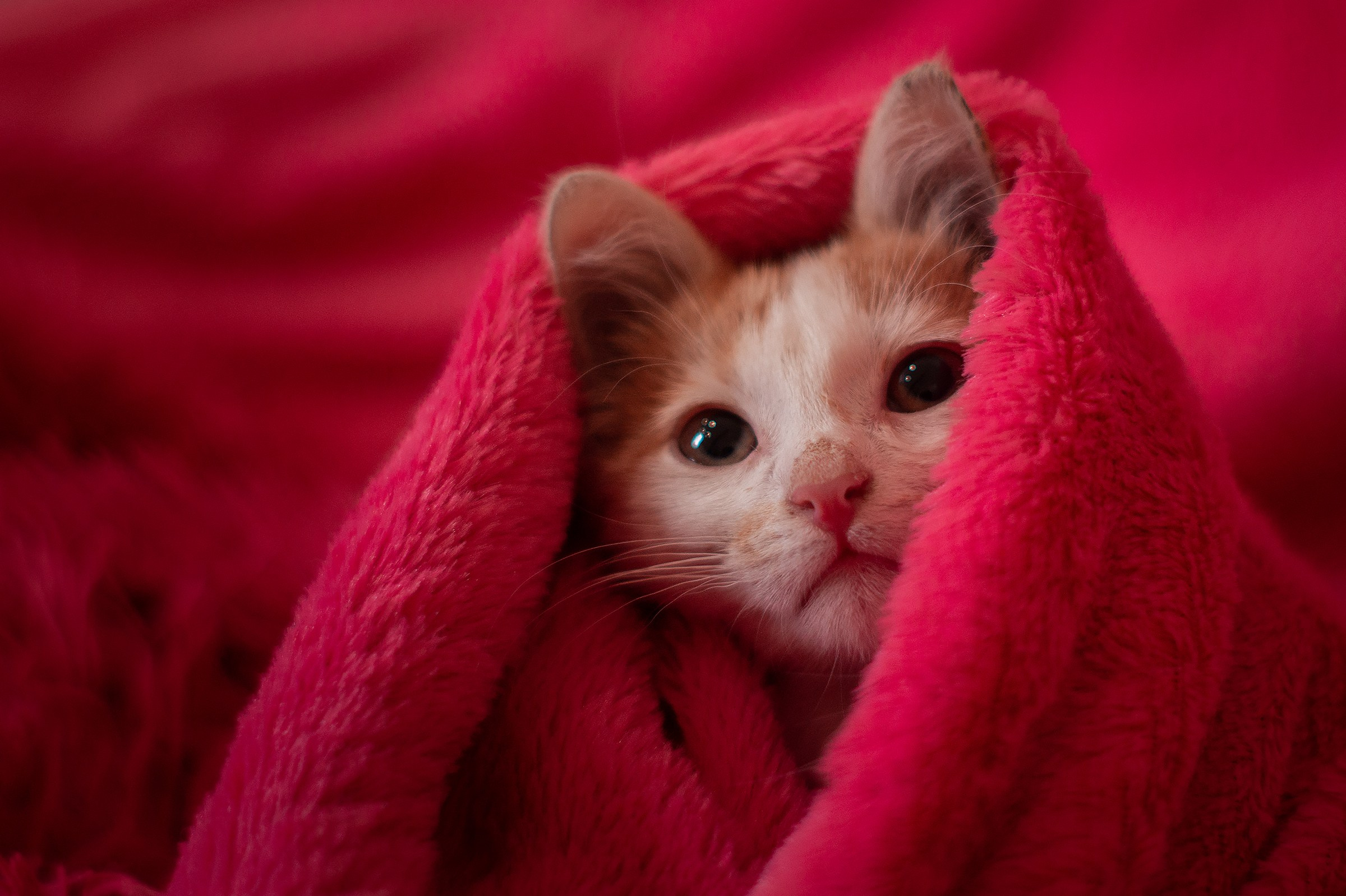 Съемки животных. Фотограф в Санкт-Петербурге и ЛО Егор Ставер