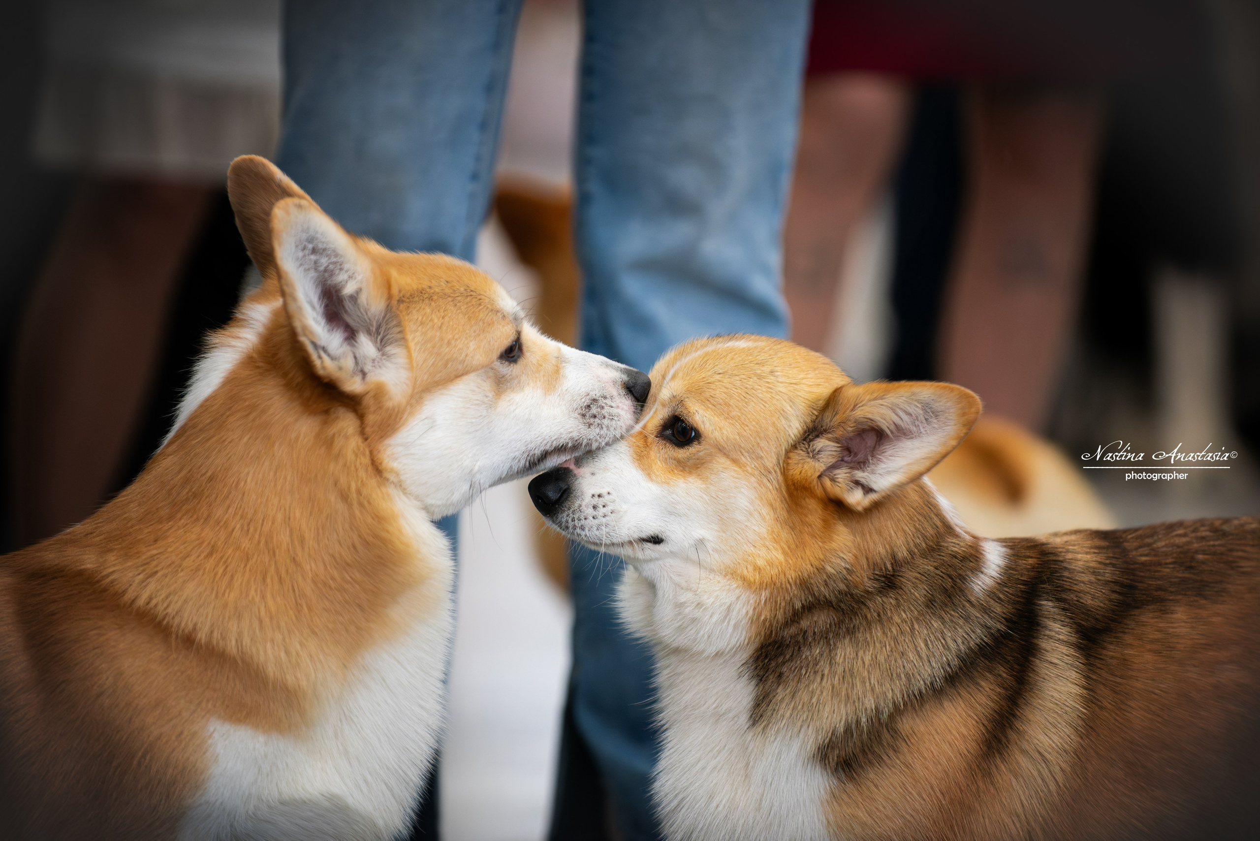 Выставки. Фотограф — Анималист