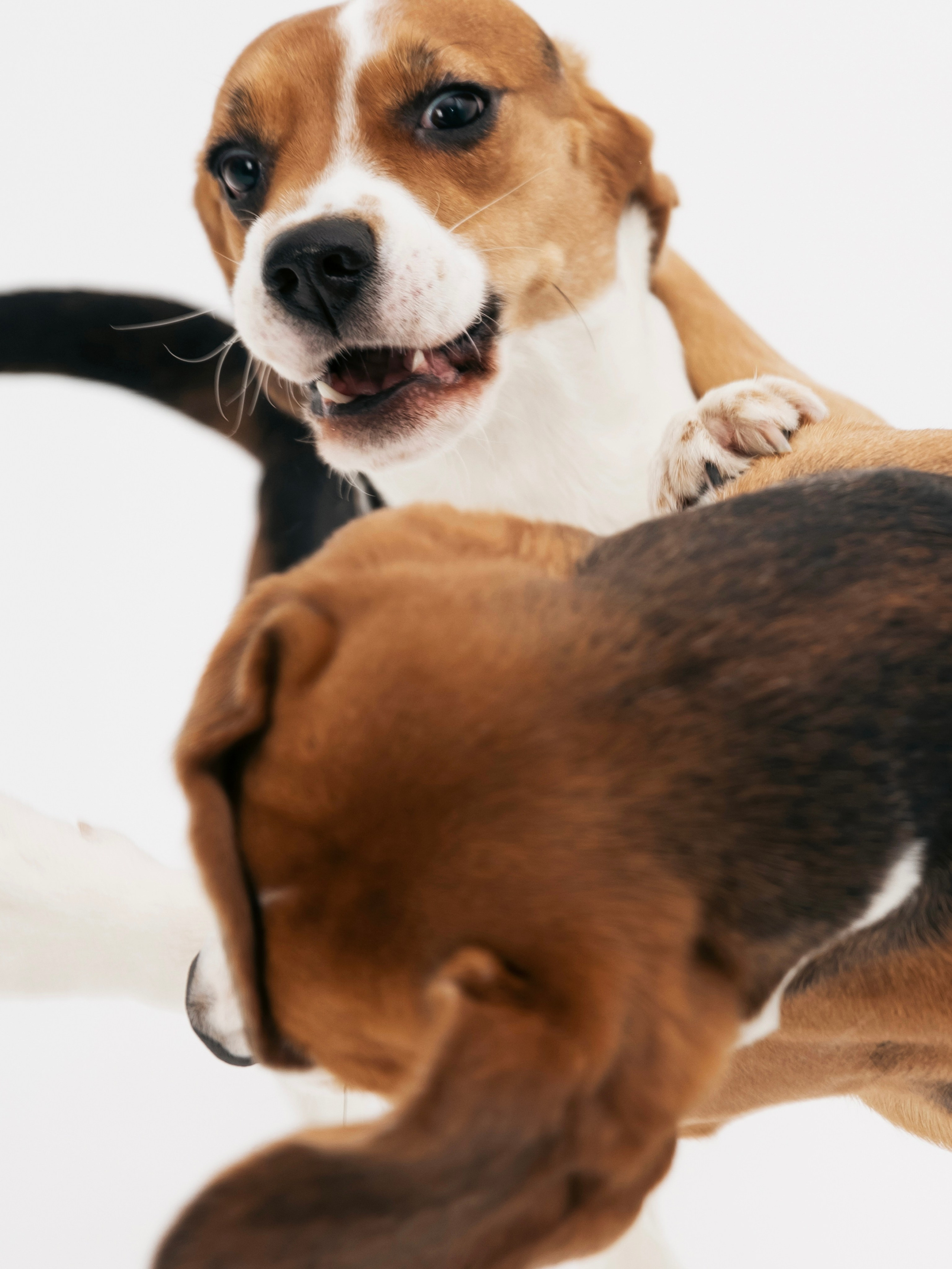 Биглемания. DRIPSTOCK MAG