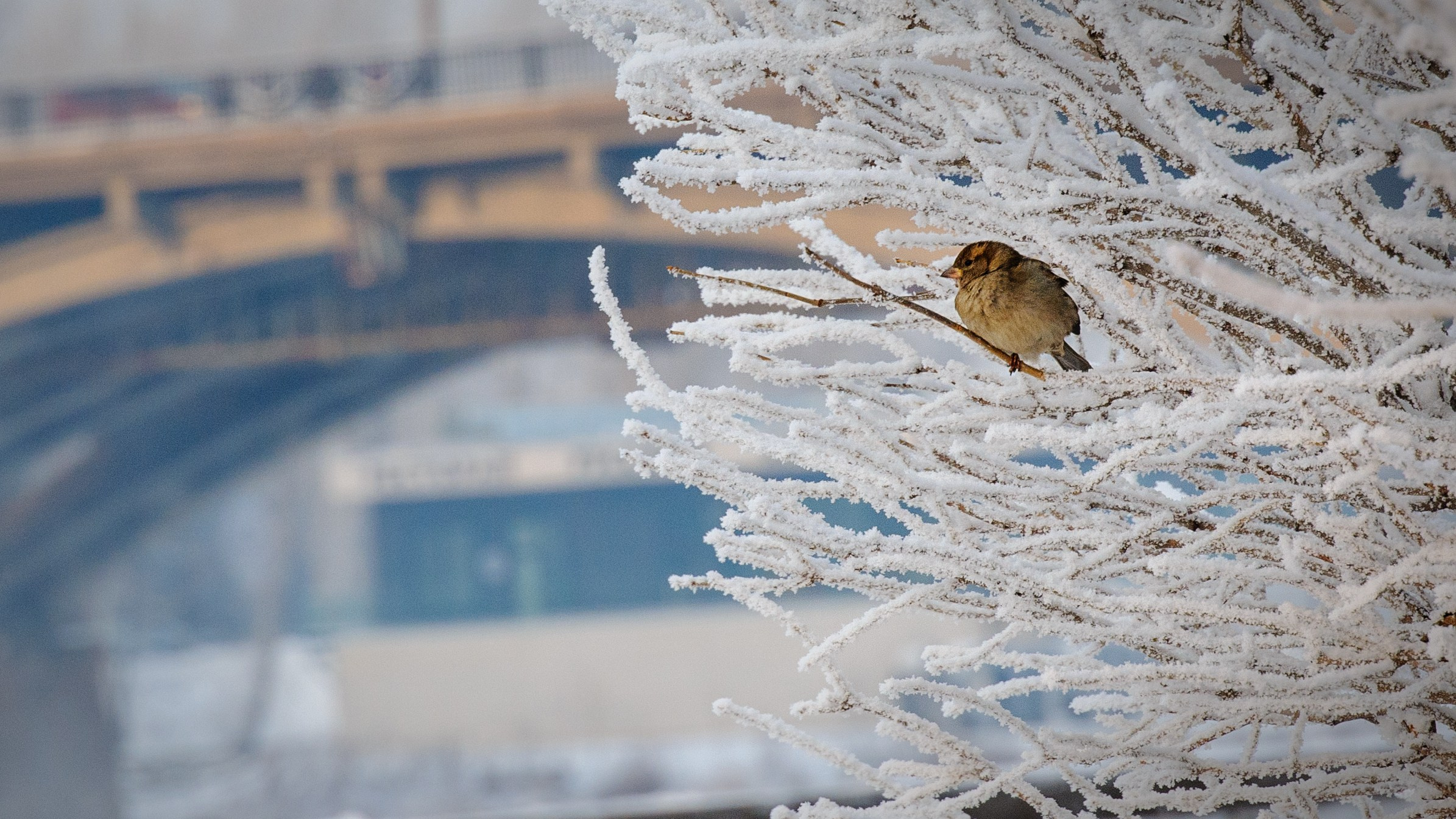 Сибирская зима прекрасна!. FotoGraf