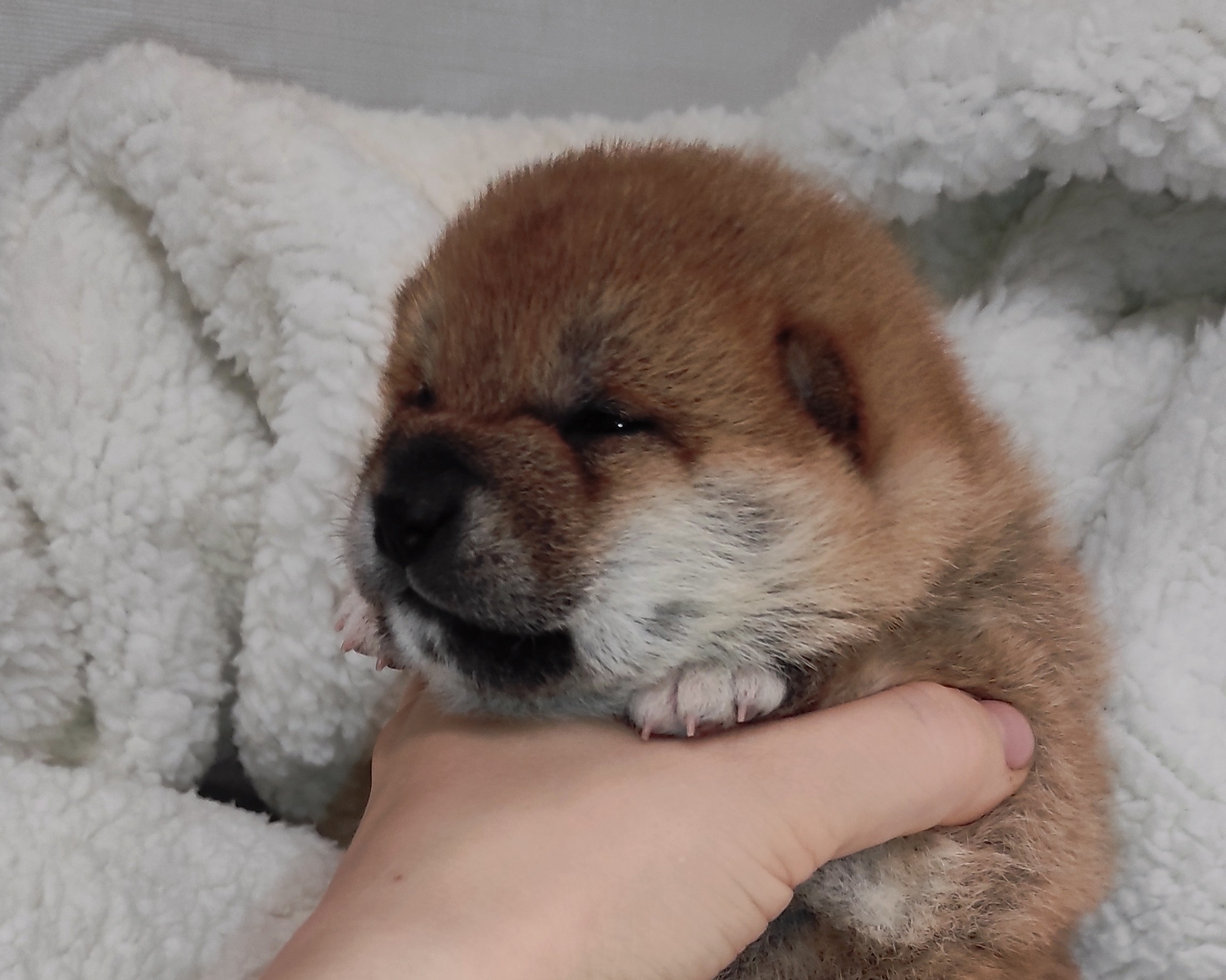 сиба питомник Рубилайт щенки на продажу rubylight  сиба щенки купить СПб Санкт-Петербург 