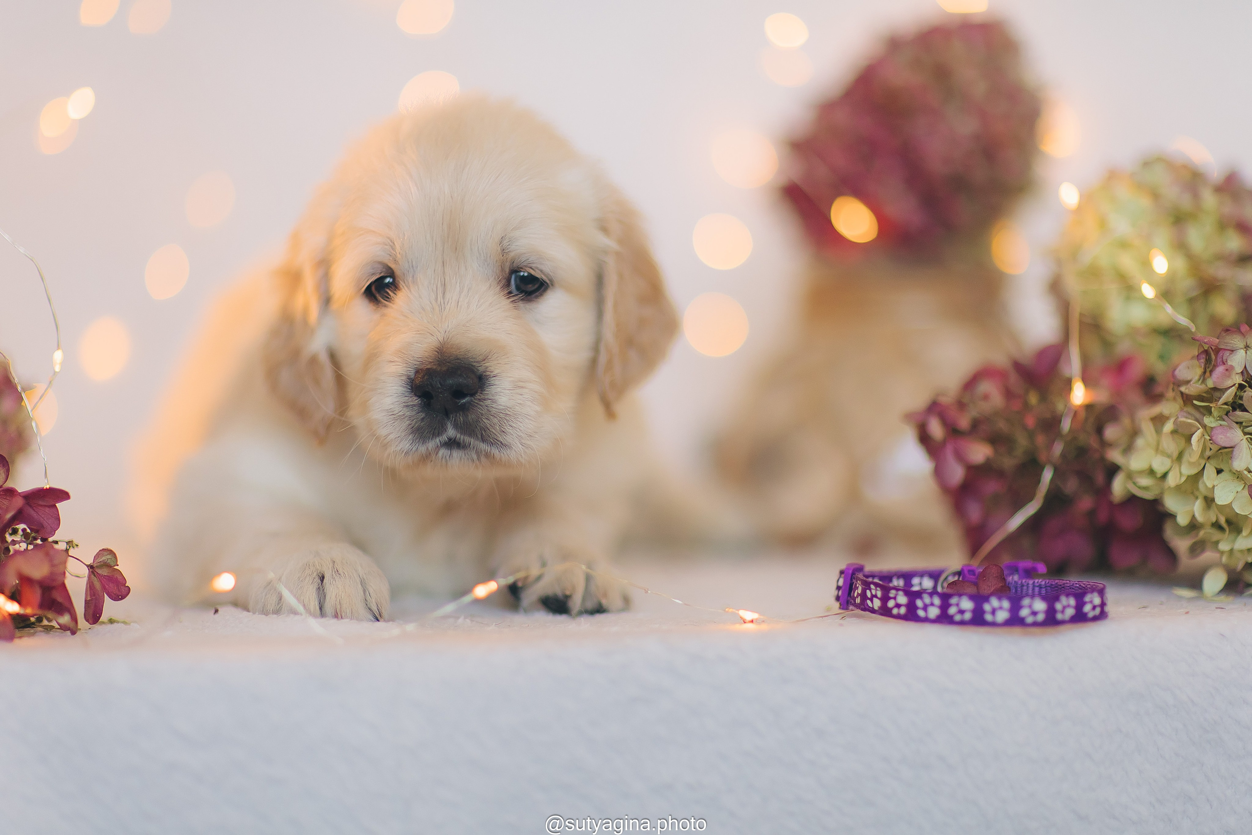Фиолетовая лента. Свадебный и женский фотограф