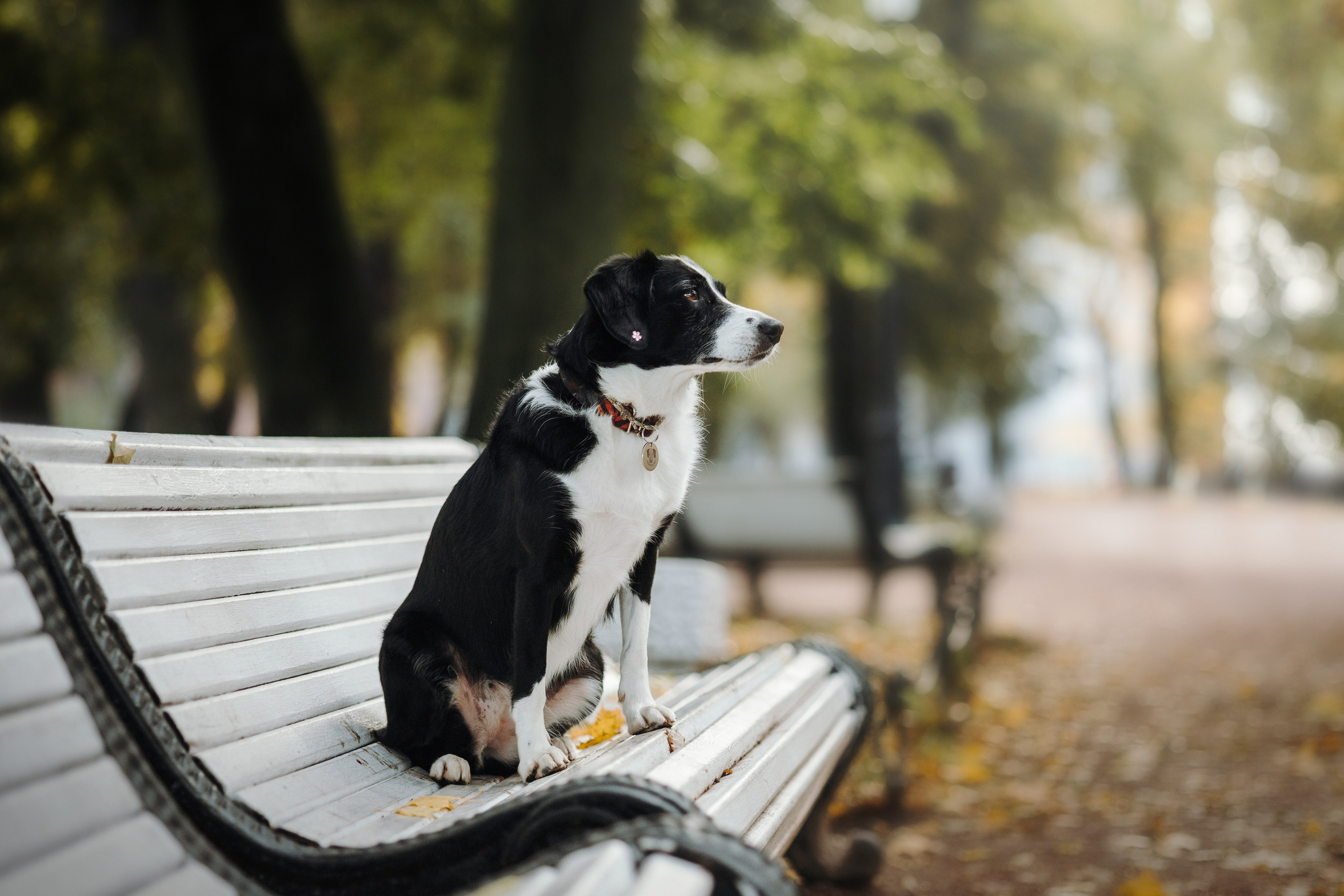 Мишель и ее семья. Фотограф — Анималист | Санкт-Петербург