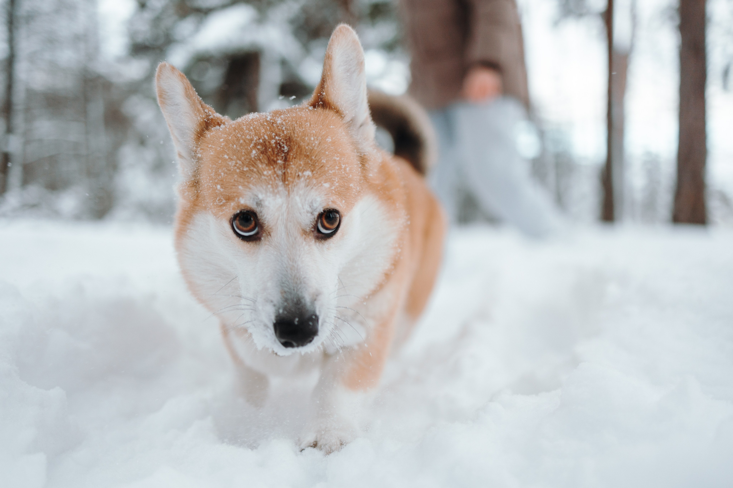 Оливка и ее семья. Фотограф — Анималист | Санкт-Петербург