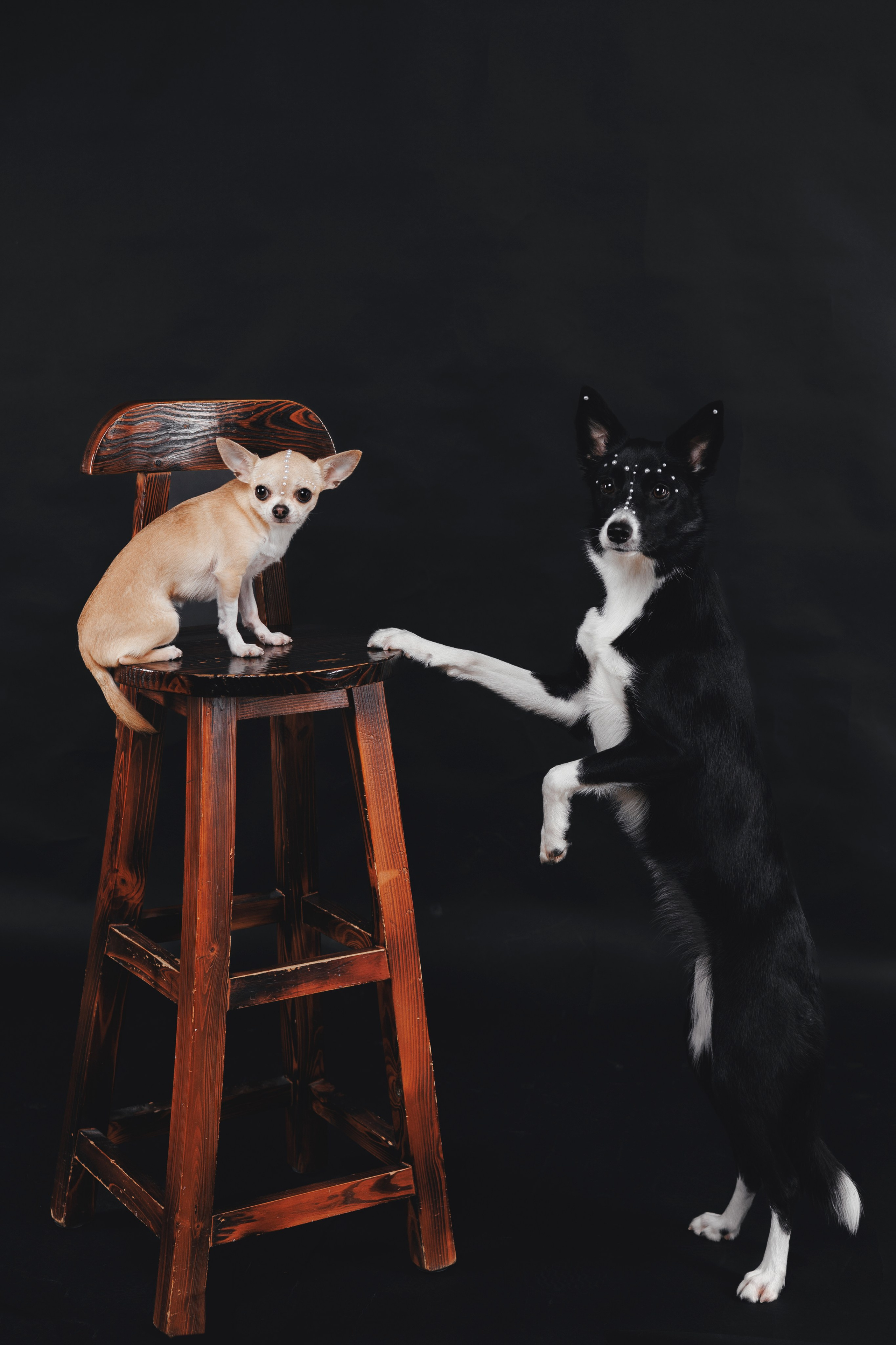 Рей в студии. Фотограф — анималист Владивосток, Алина