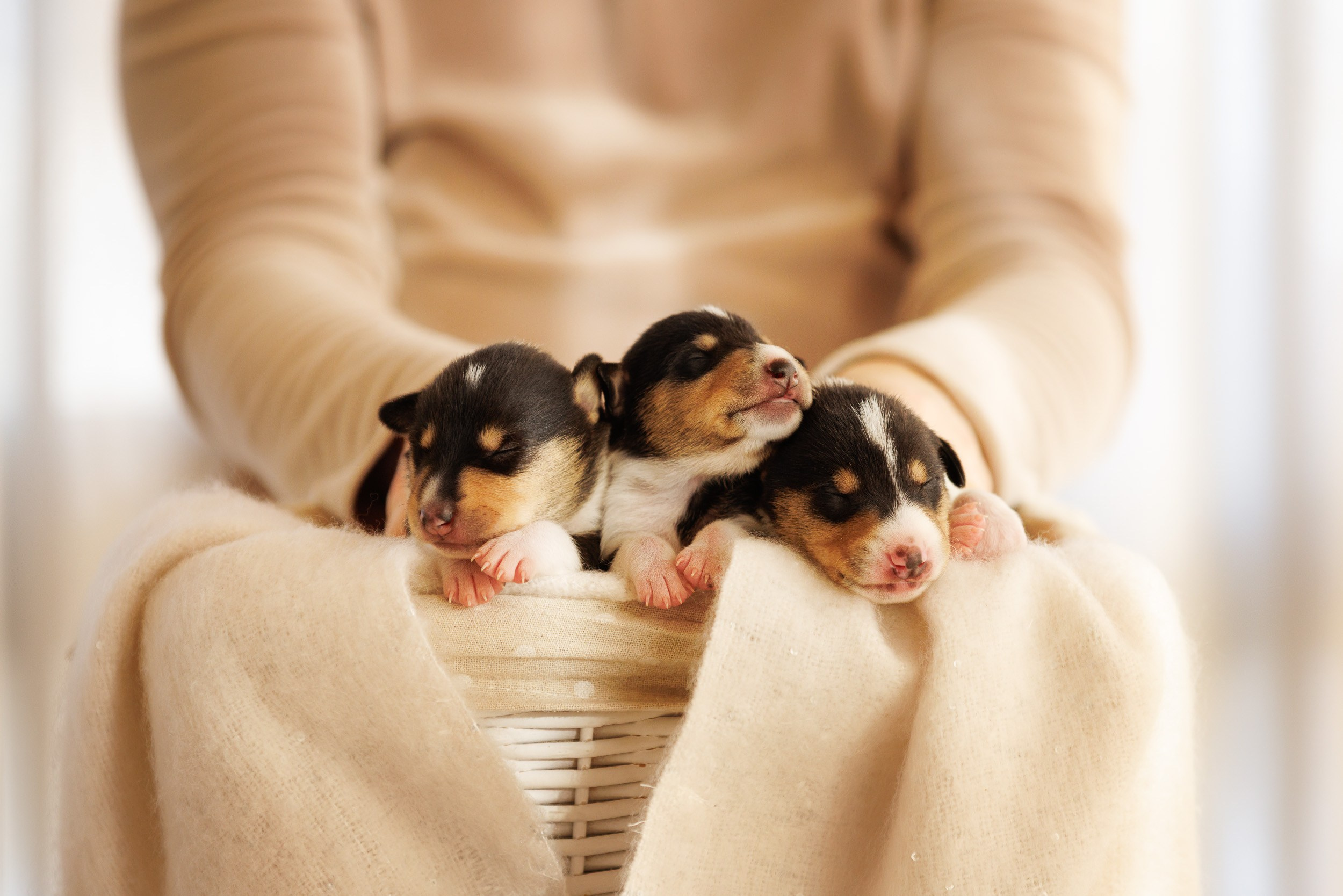 Короткошерстные колли в 2 недели. Фотограф-анималист в Москве и Московской области Татьяна Фролова