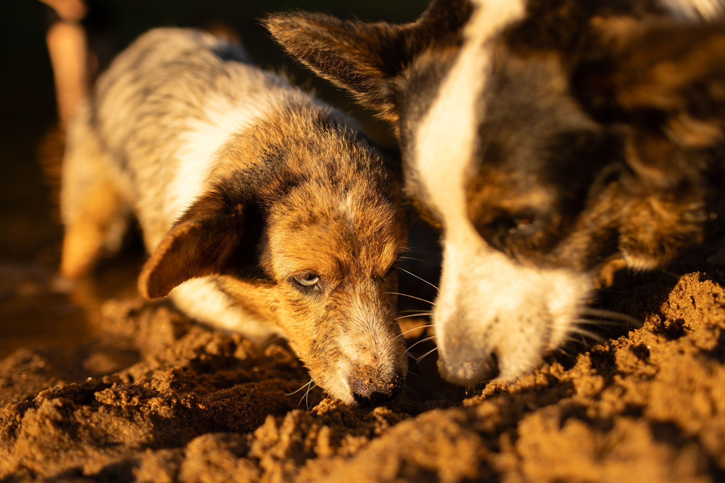 Купание щенков в стиле лайфстайл. Фотограф-анималист в Москве и Московской области Татьяна Фролова