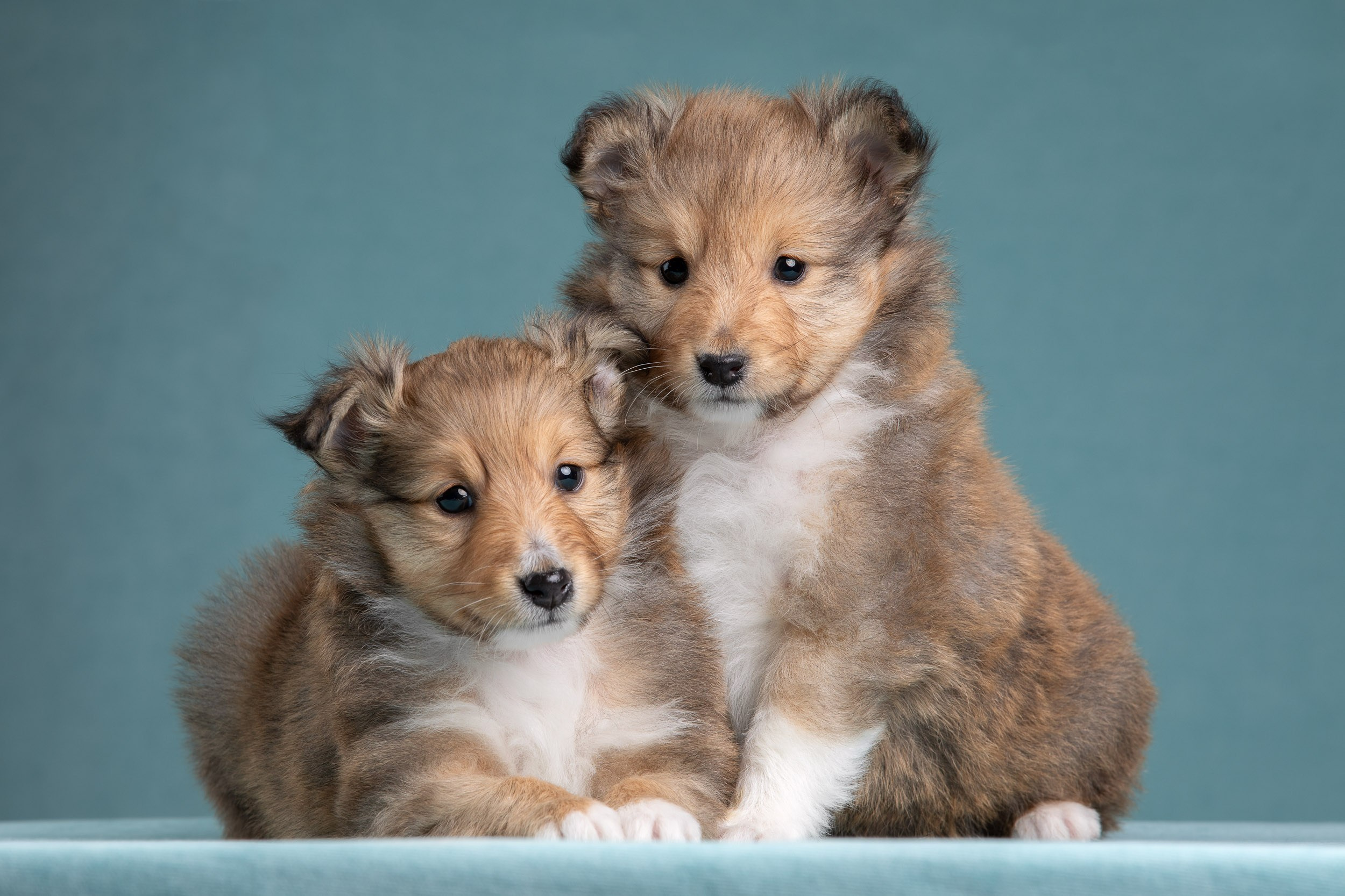 Фото соболиных щенков шелти в возрасте 7 недель на голубом фоне. Фотограф-анималист в Москве и Московской области Татьяна Фролова