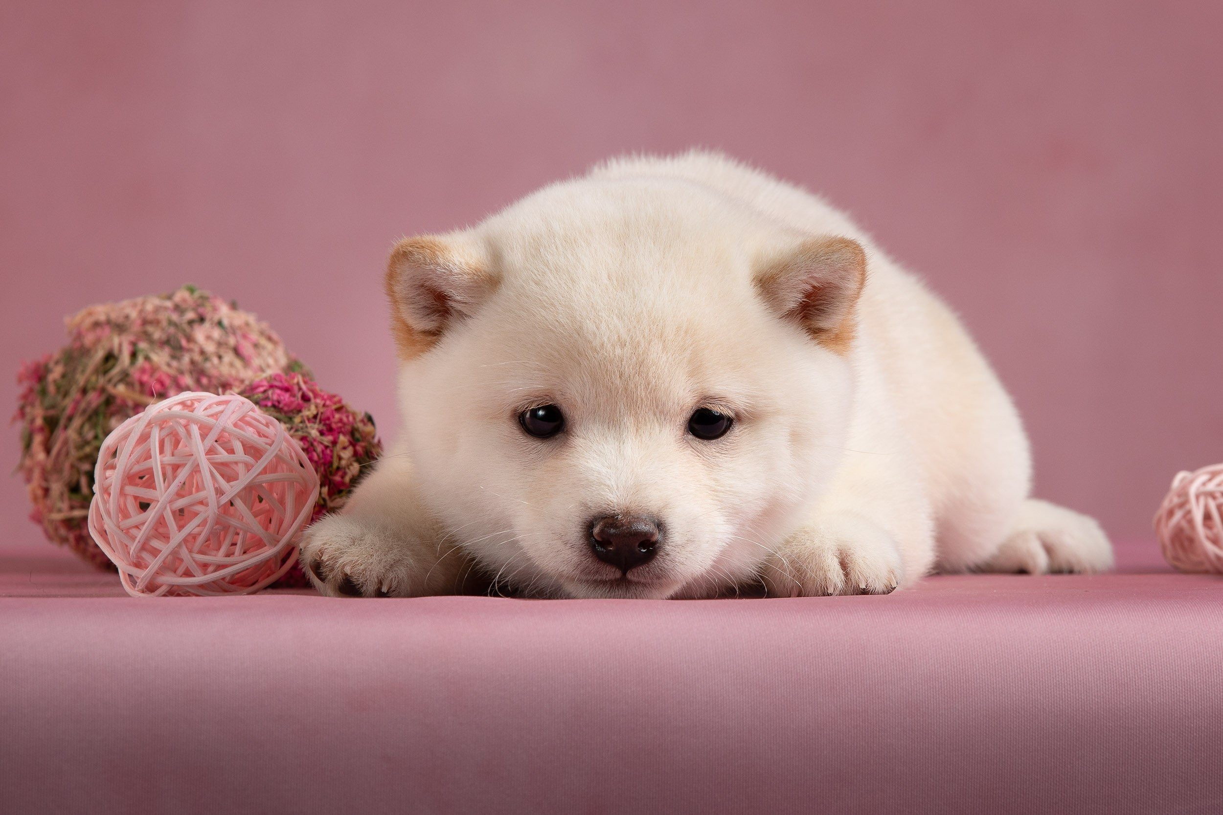 Гламурная фотосессия для щеночков. Фотограф-анималист в Москве и Московской области Татьяна Фролова