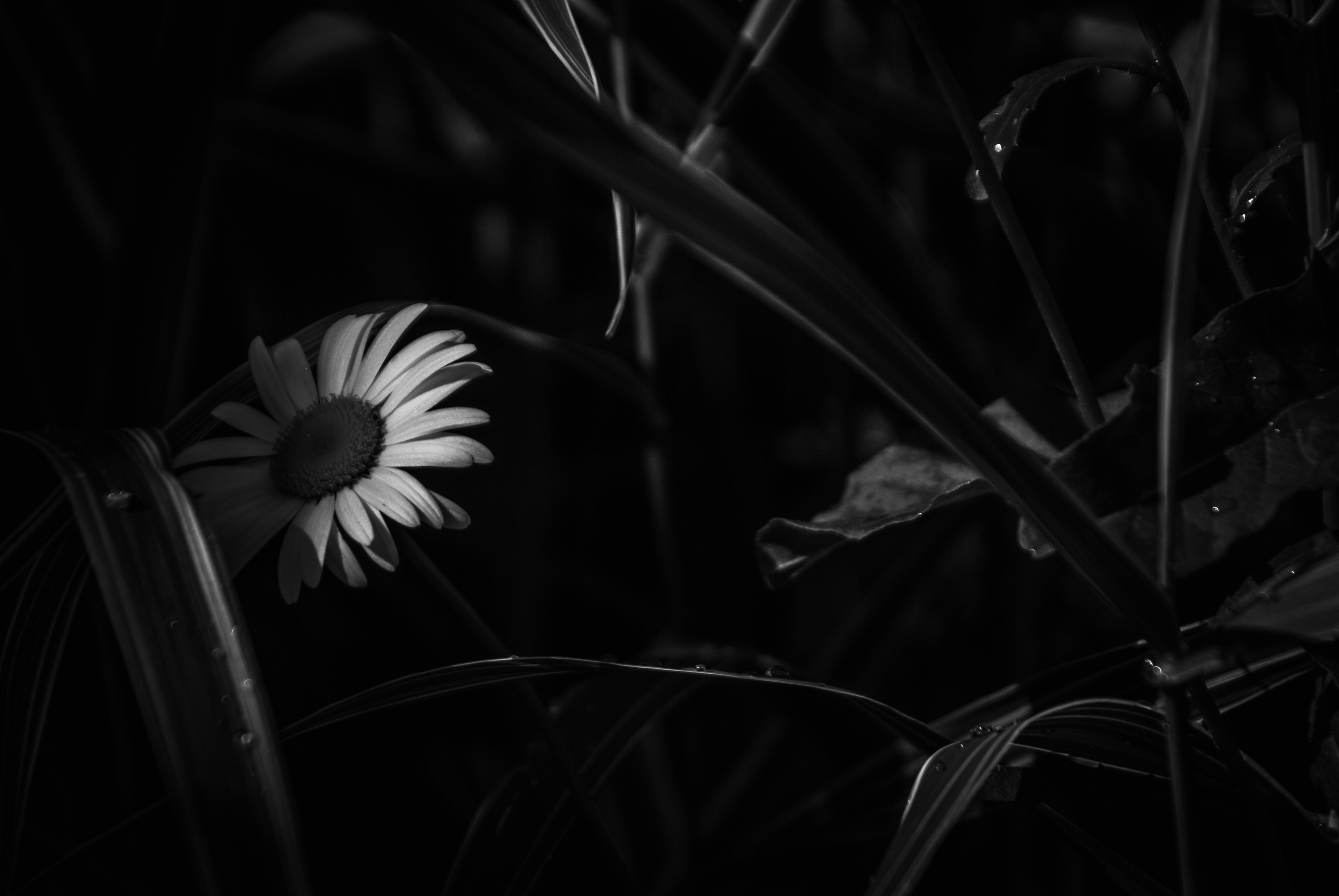 Внутривенные сны (2018-2023)