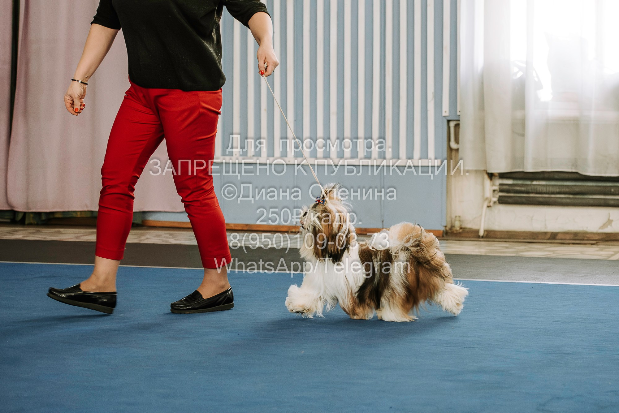 Выставка собак Красноярск 29.10.2023. Фотограф Диана Оленина Красноярск / Братск