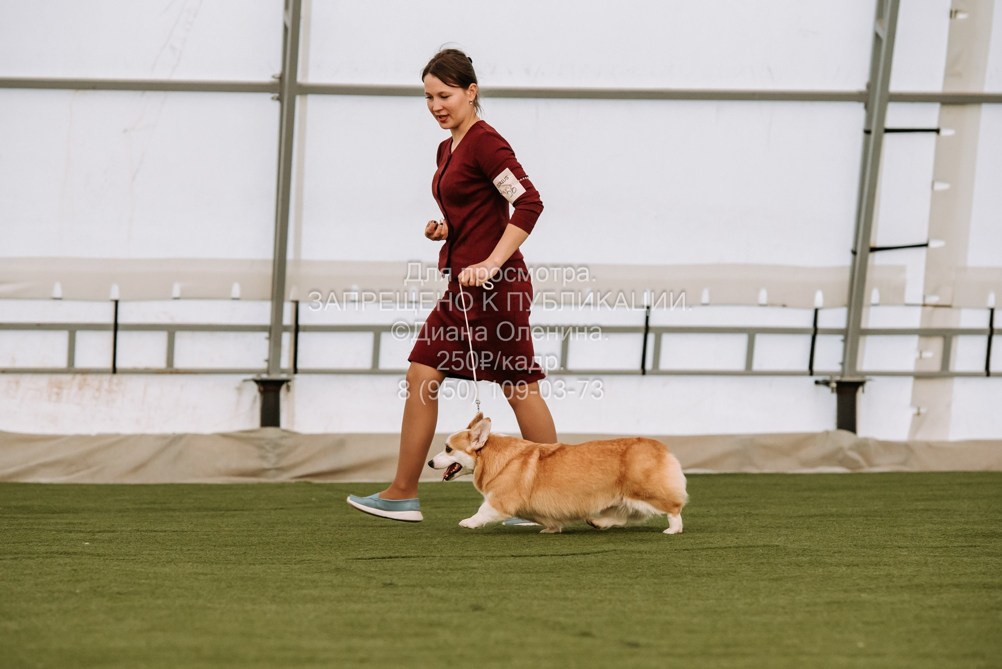 Выставка собак Красноярск 2.06. Фотограф Диана Оленина Красноярск / Братск