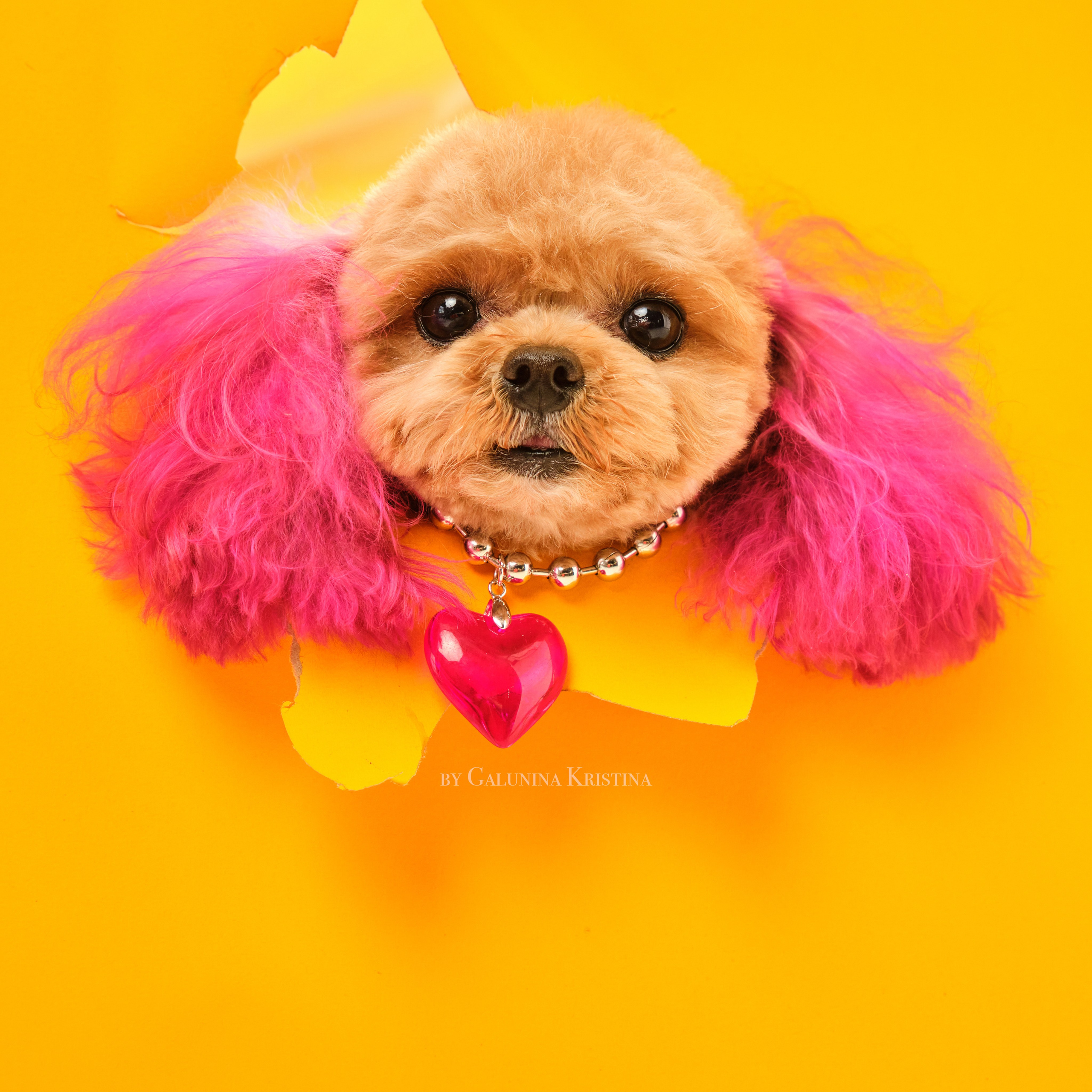 Мальтипу. Фотограф в Москве — Галунина Кристина